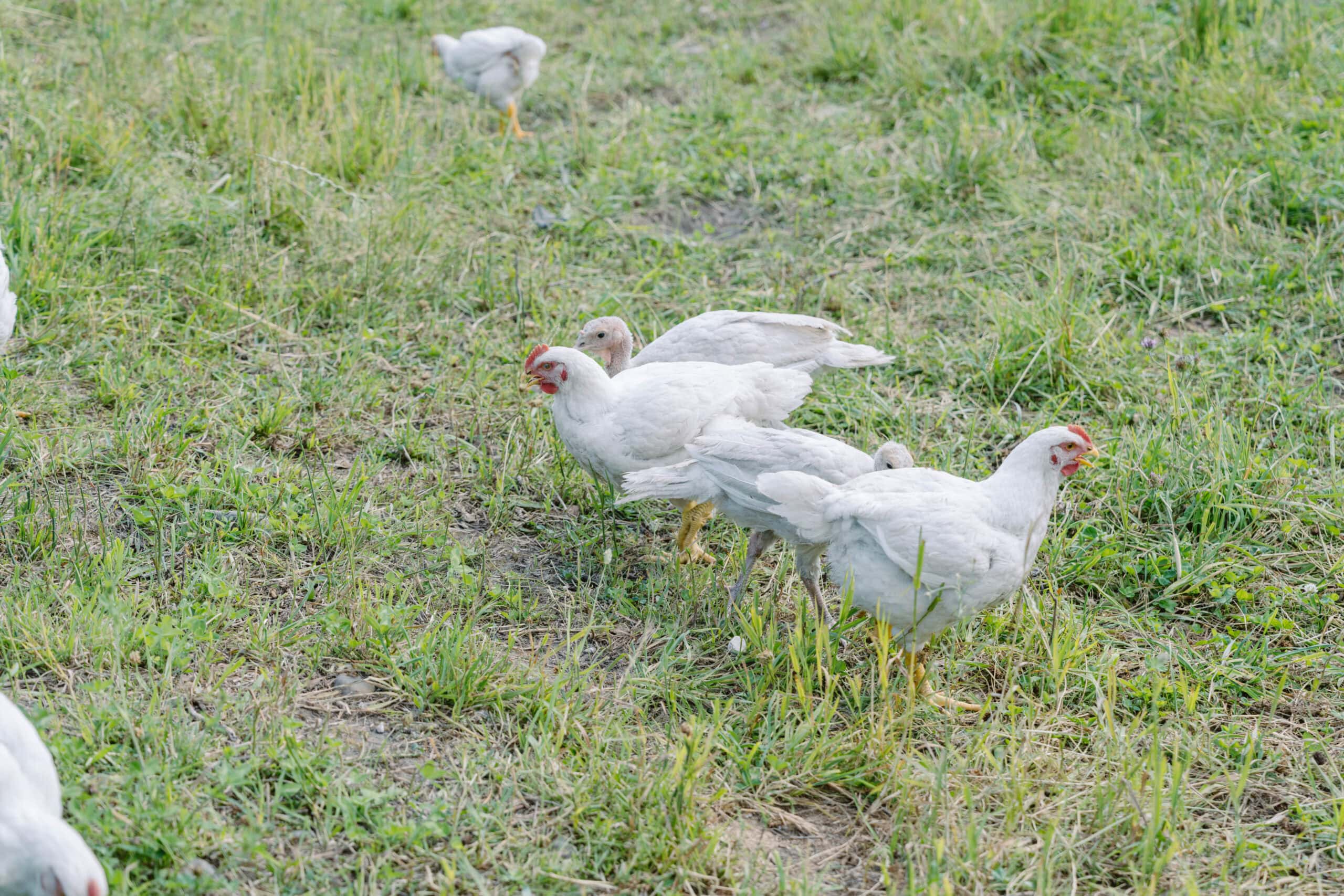 Grazing White Birds