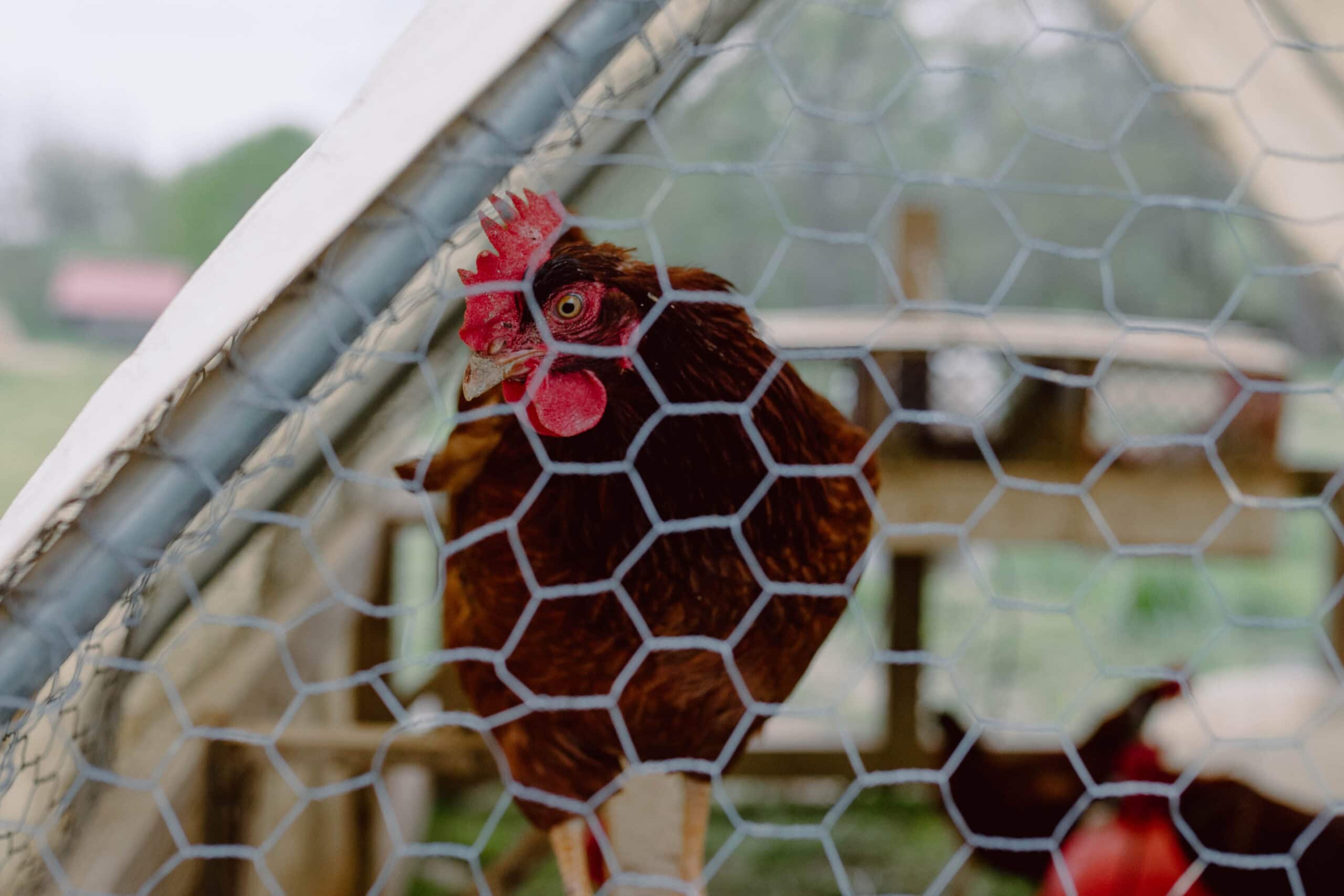Farmyard Chicken Habitat