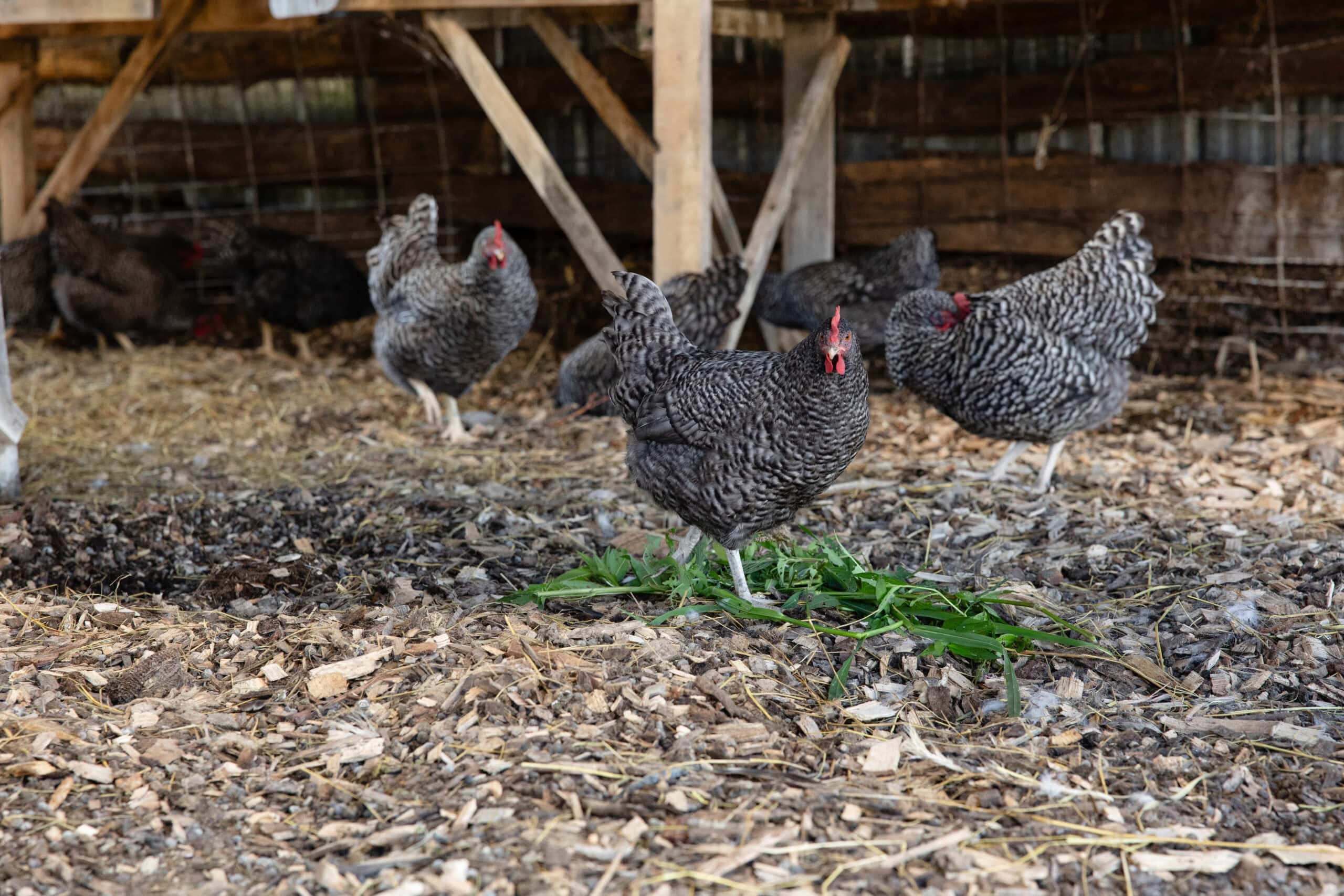 Farmyard Chicken Habitat