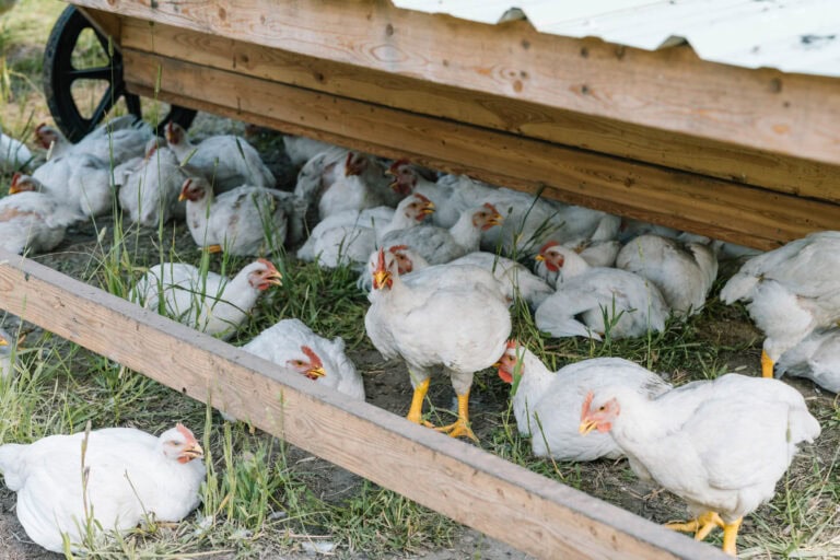Farmyard Chicken Habitat