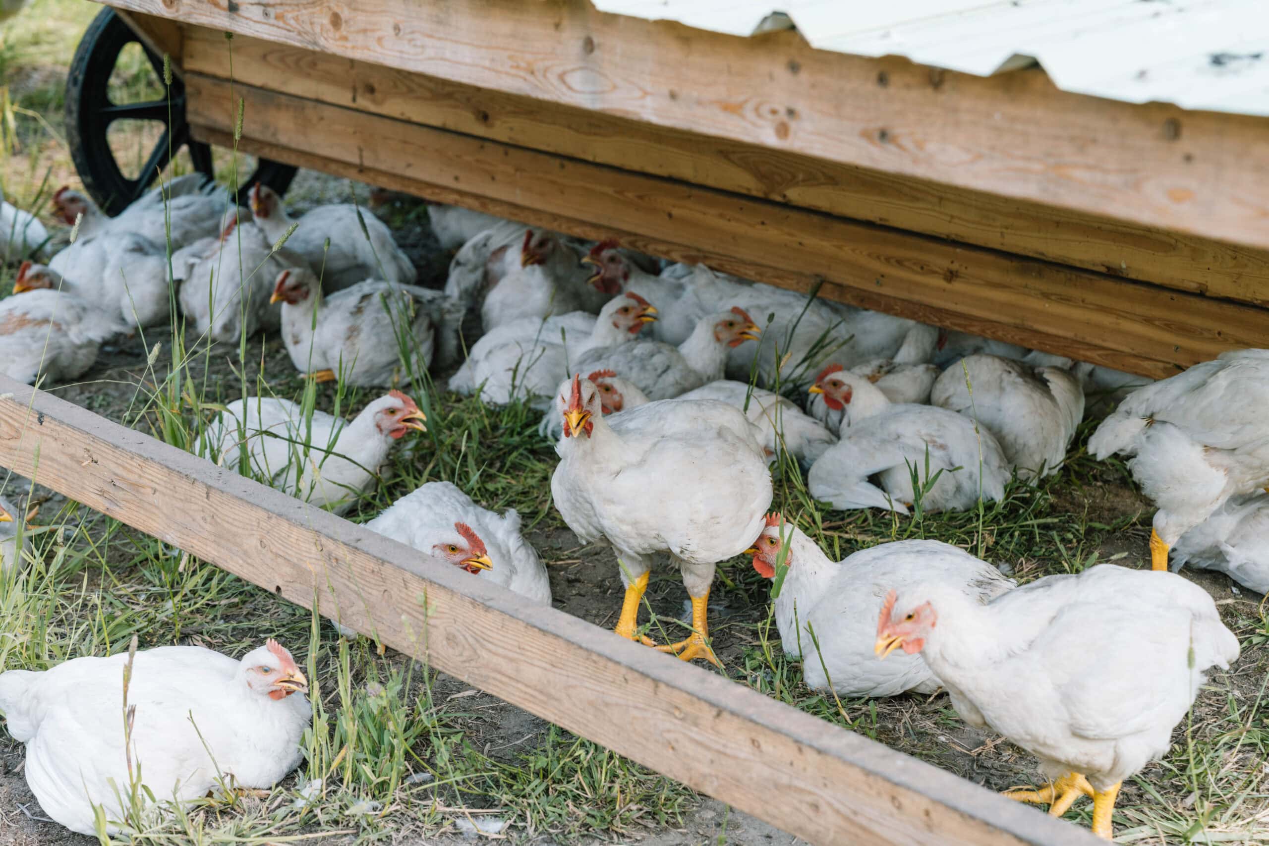 Farmyard Chicken Habitat