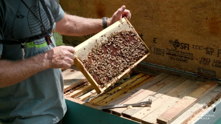 Inspecting Your Beehive Frame by Frame: A Checklist
