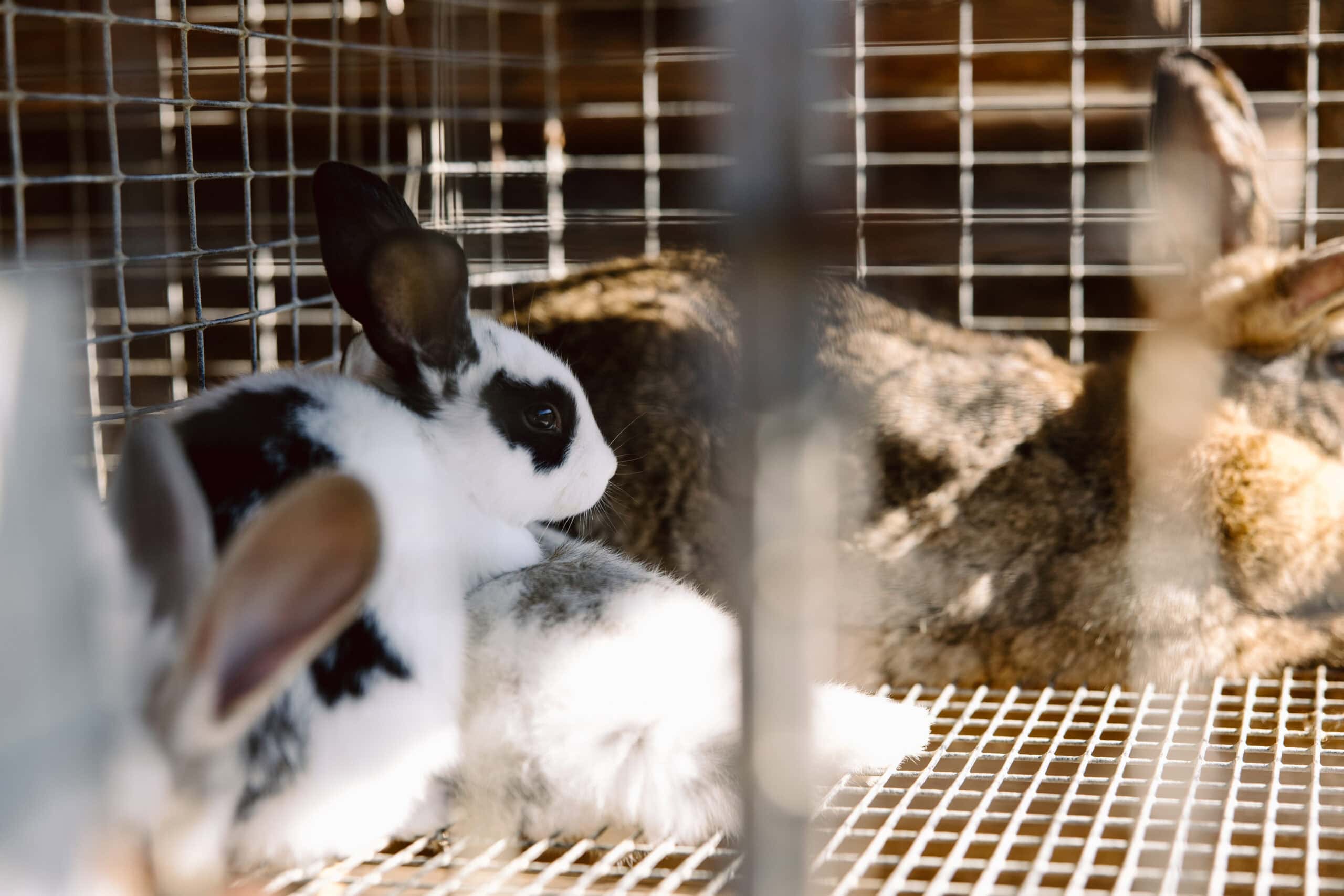 Animal Care Activity