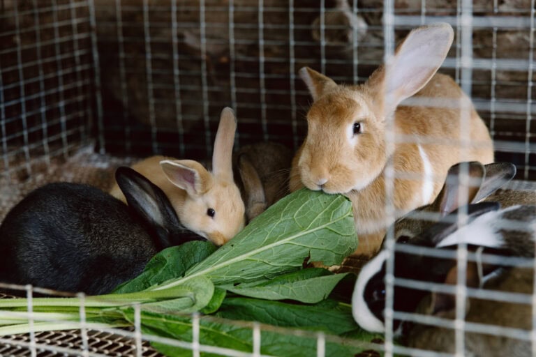 Animal Care Activity