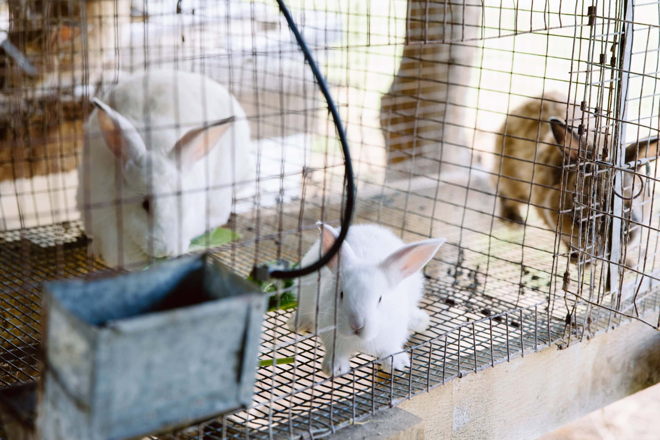 Animal Care Activity