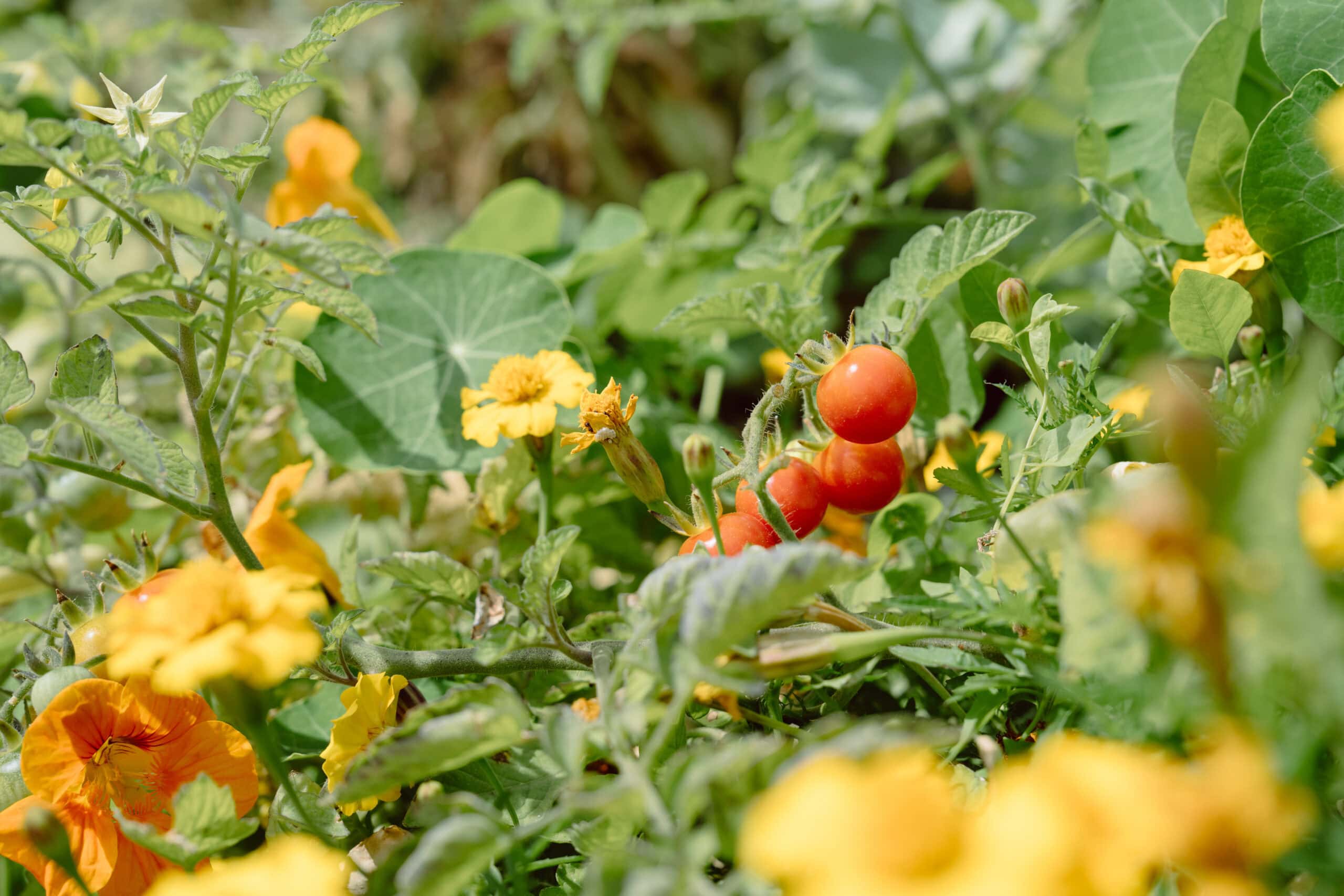 Vegetable and Flower Garden