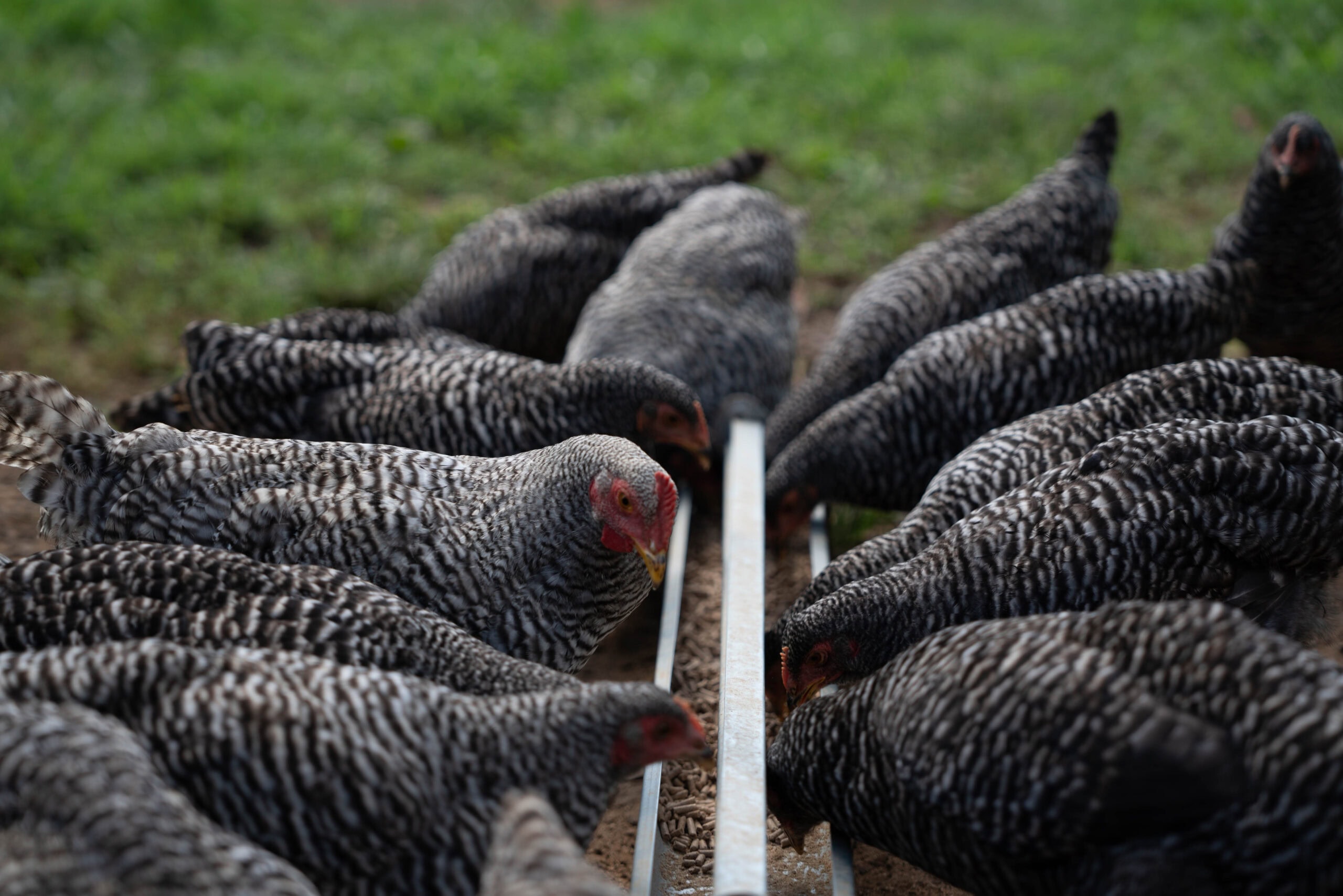 Flock on Ground