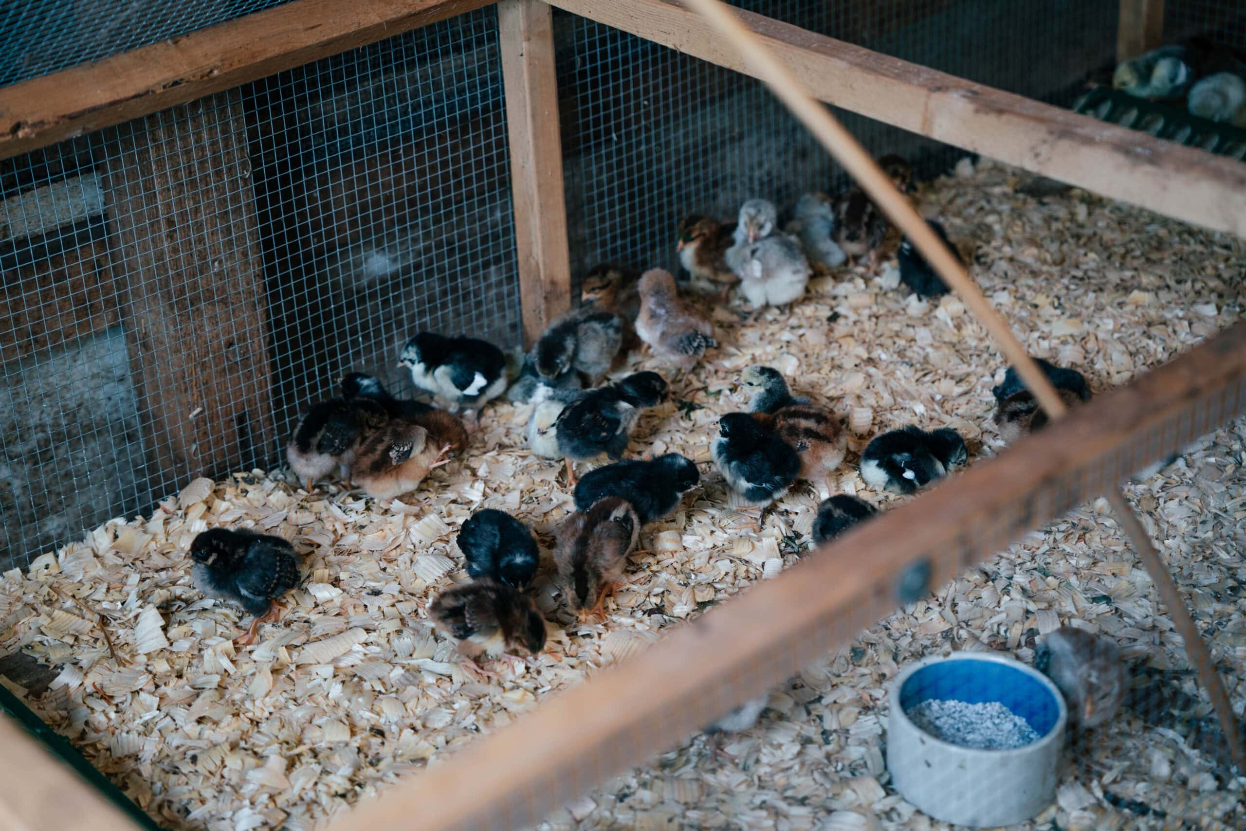 Farmyard Chicken Habitat