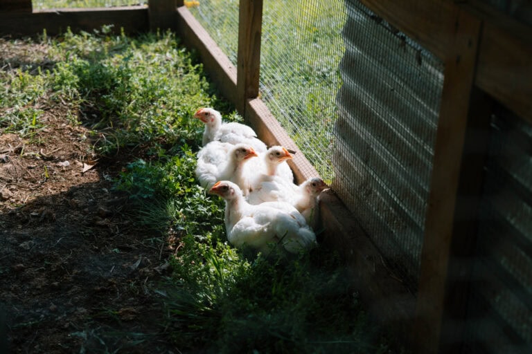 Farmyard Chicken Habitat
