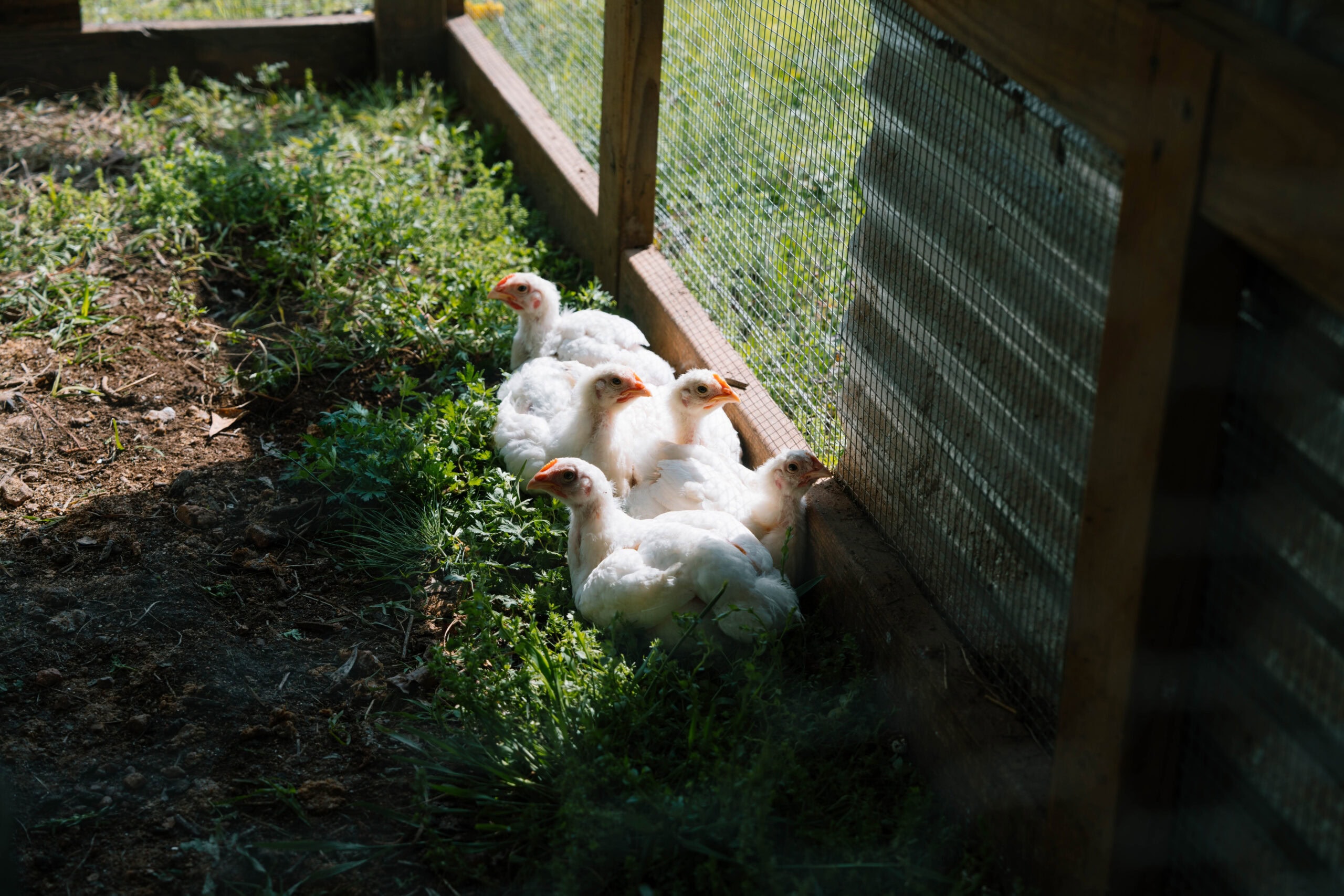 Farmyard Chicken Habitat