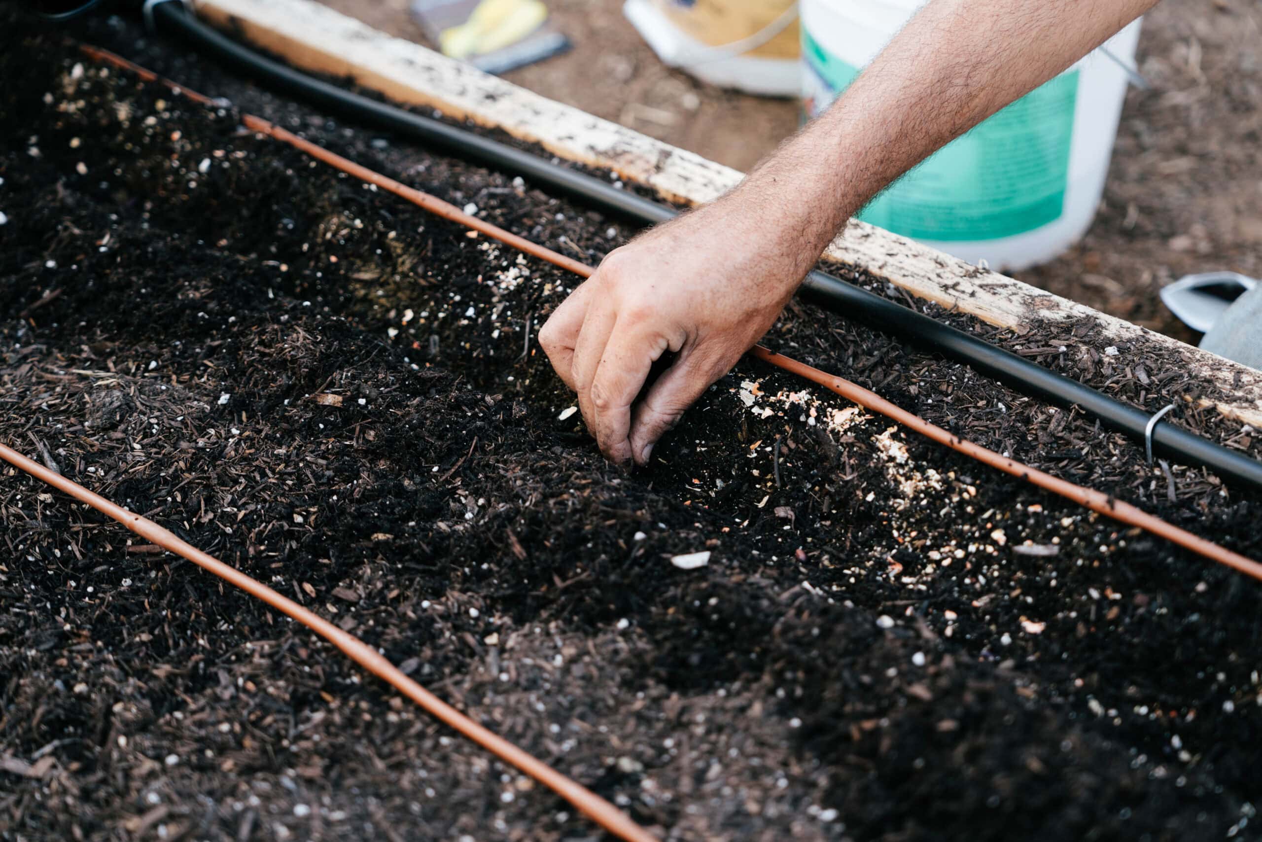 Green Sprouts in Soil