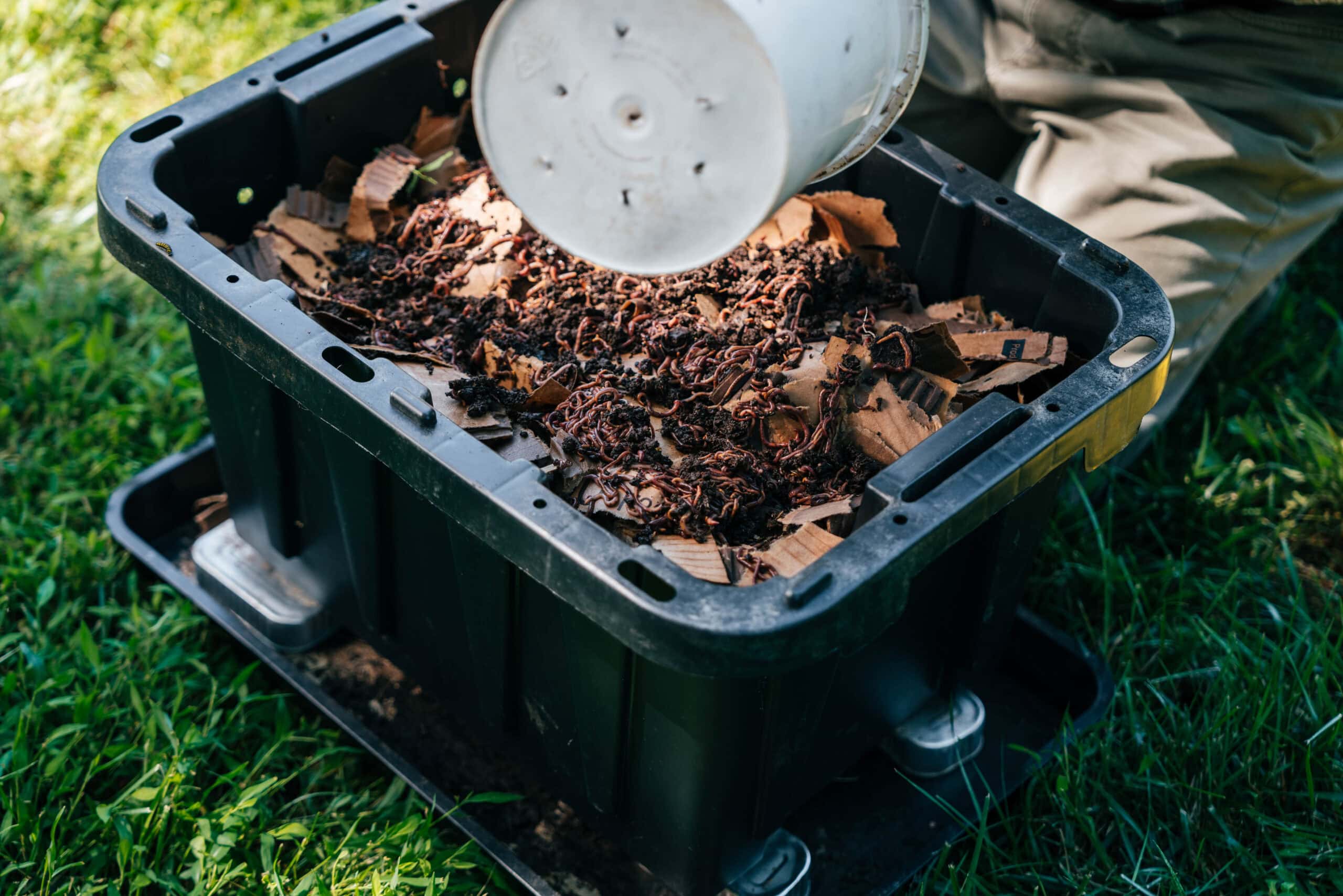 Insect Nest Activity