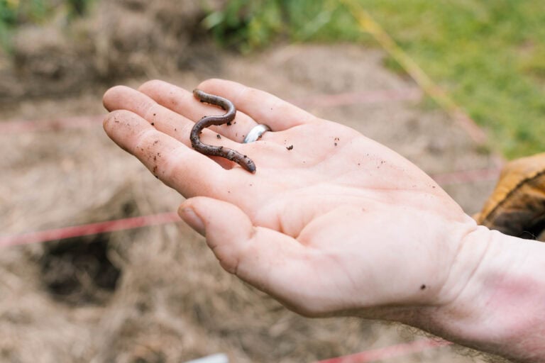 Green Sprouts in Soil