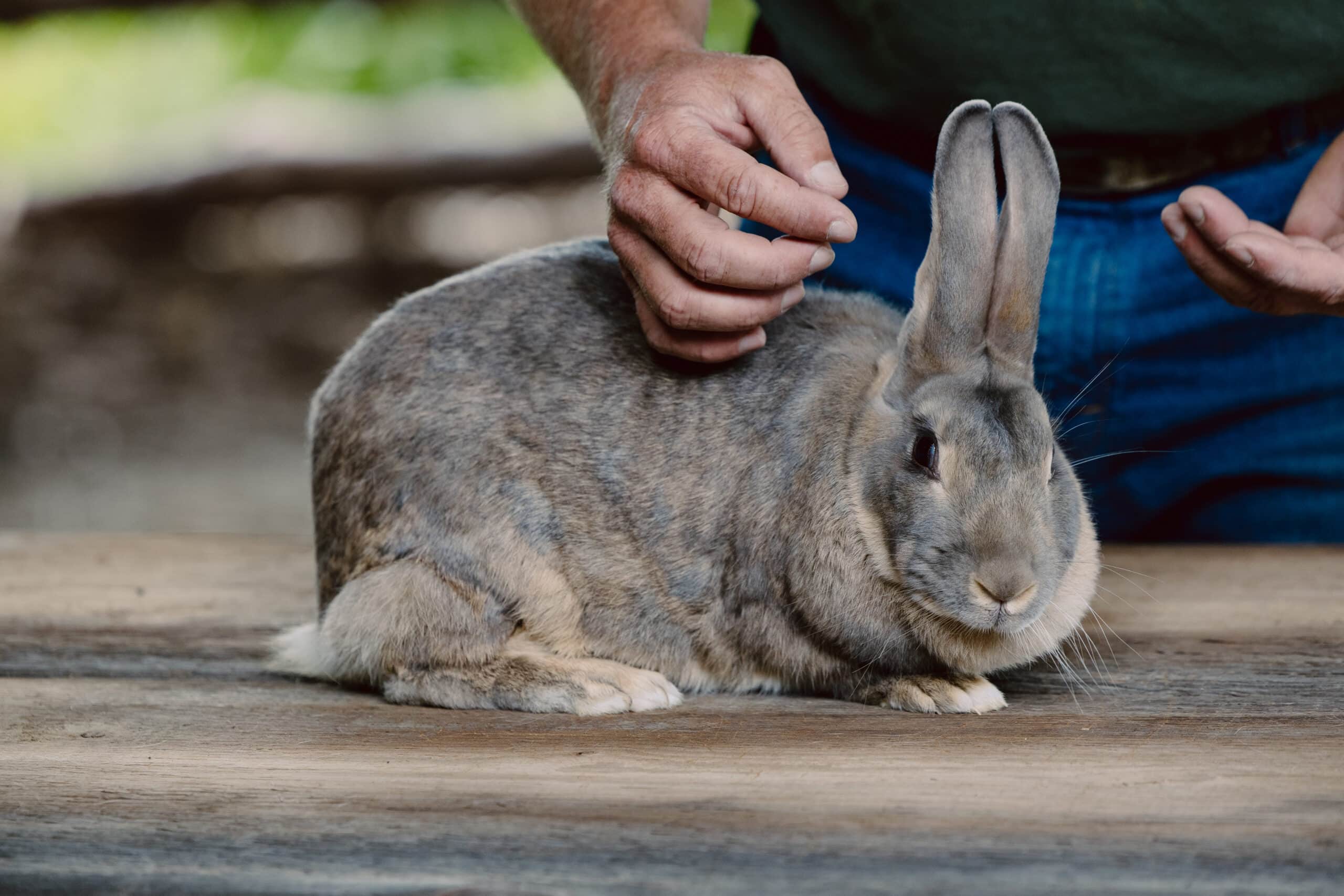Animal Care Activity