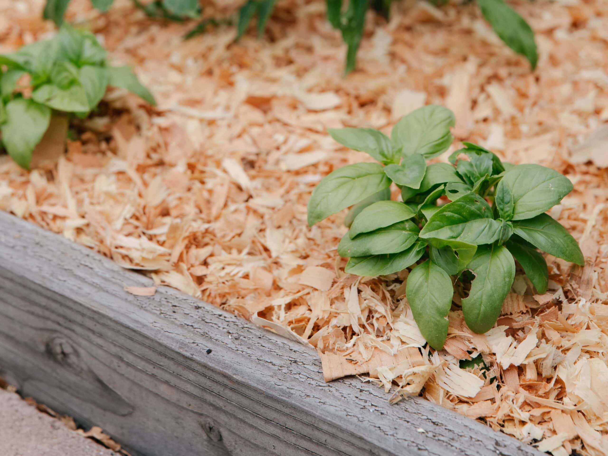 Dry Soil with Plants