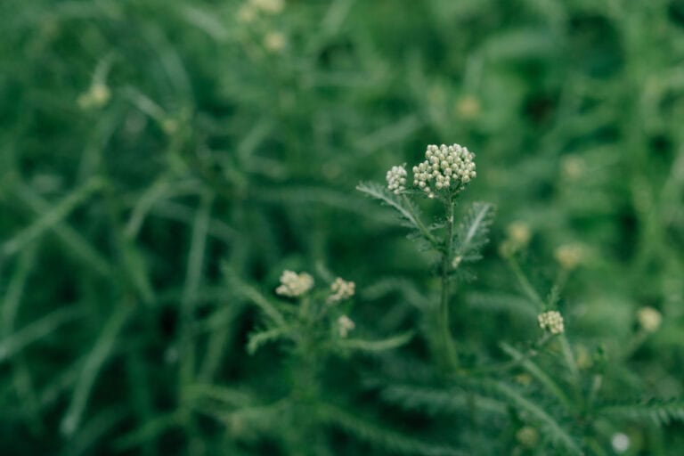 Delicate Green Flora