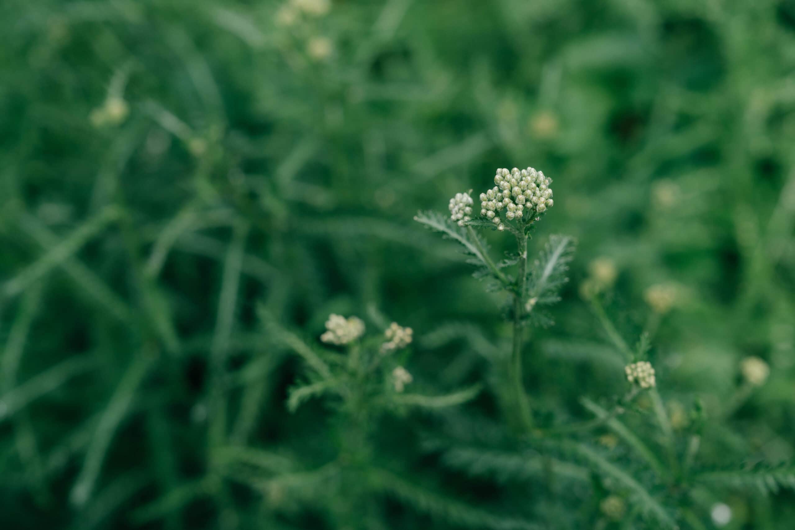 Delicate Green Flora