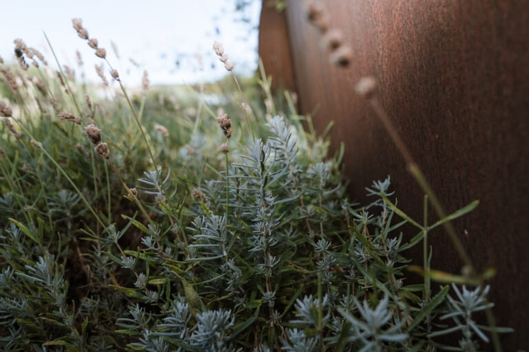 Spiky Green Plant rosemary