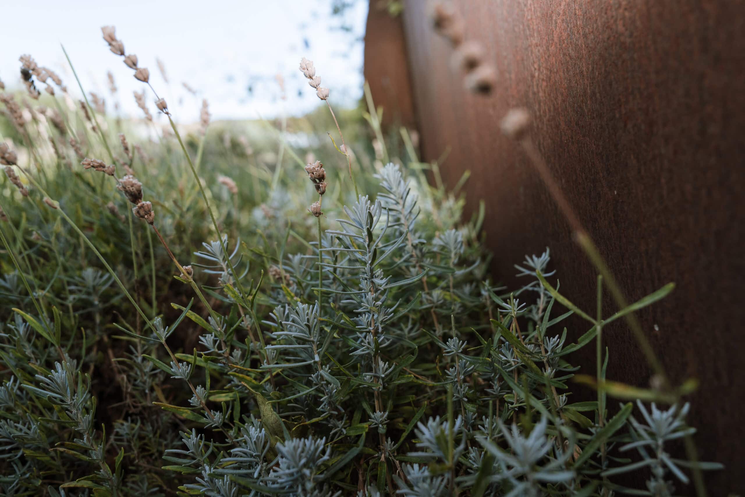 Spiky Green Plant rosemary