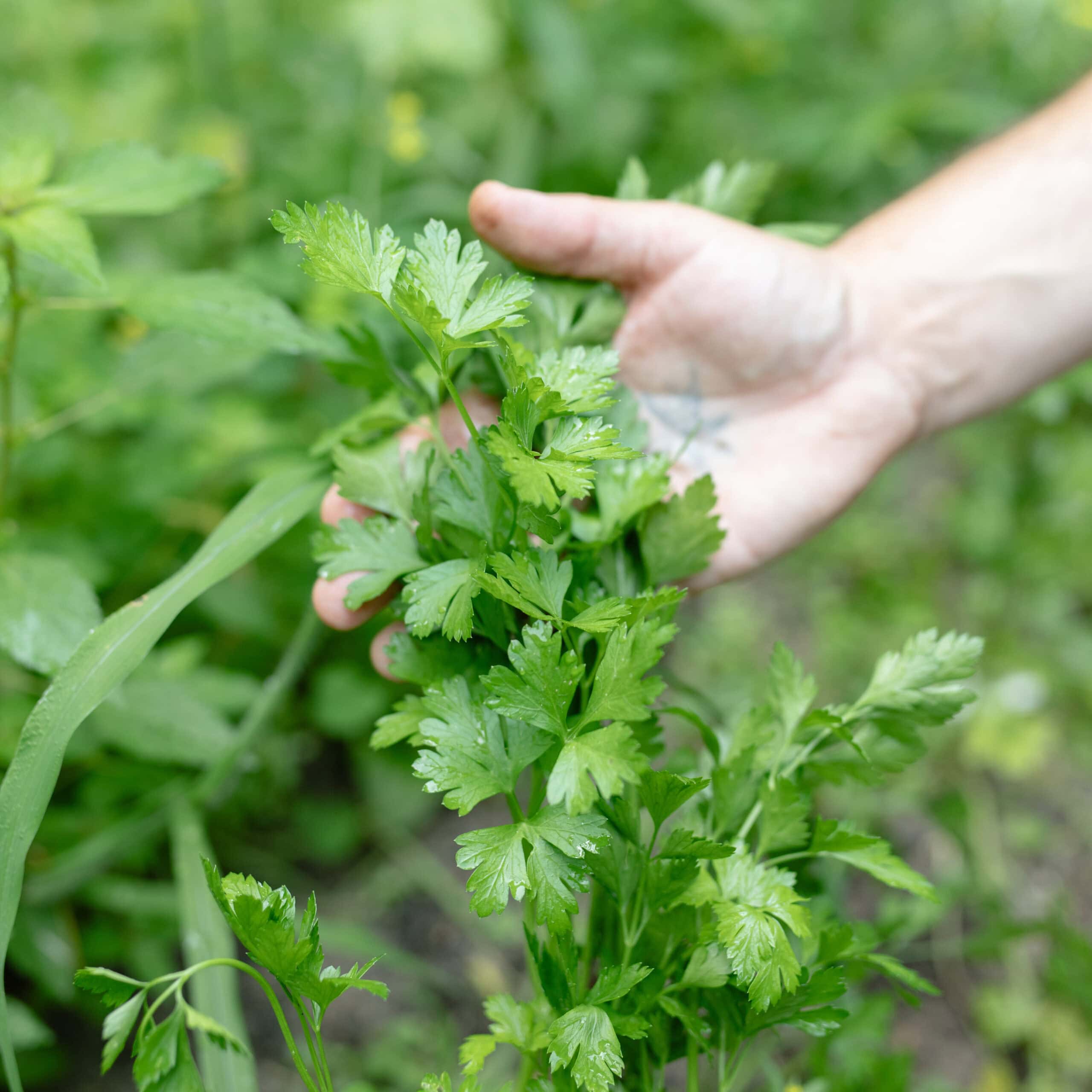 Delicate Green Flora