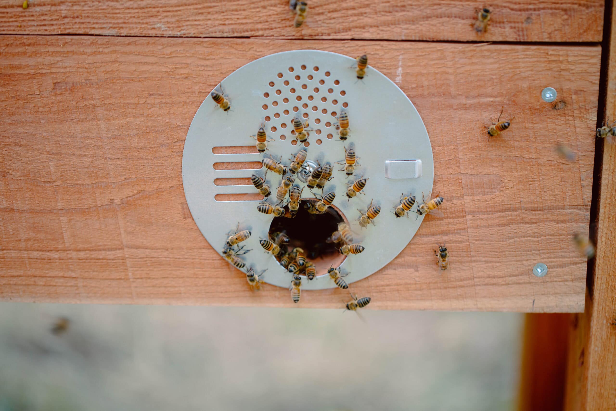 Insect Nest Activity