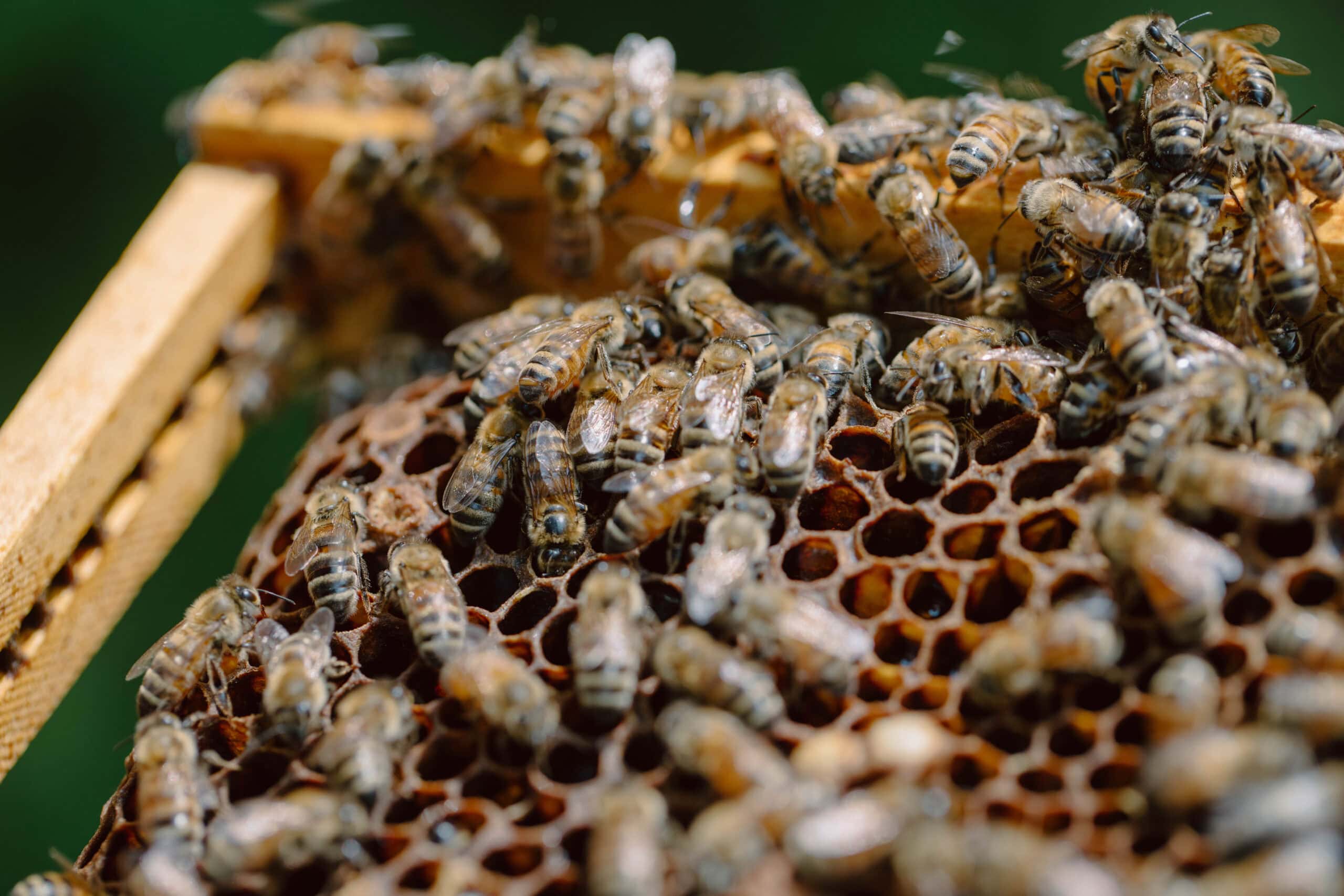Insect Nest Activity