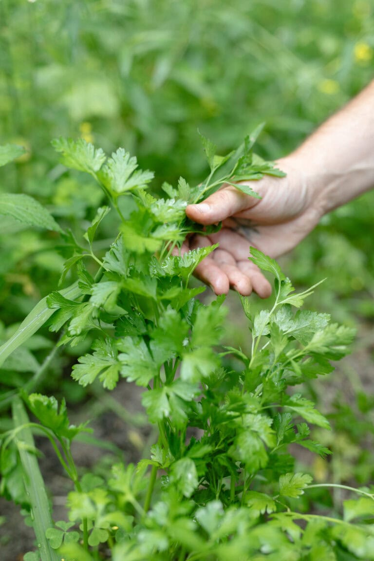 Lush Green Foliage