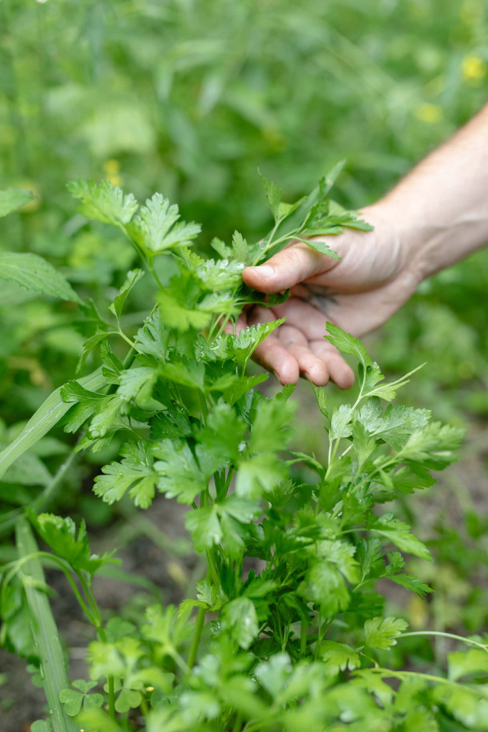 Lush Green Foliage