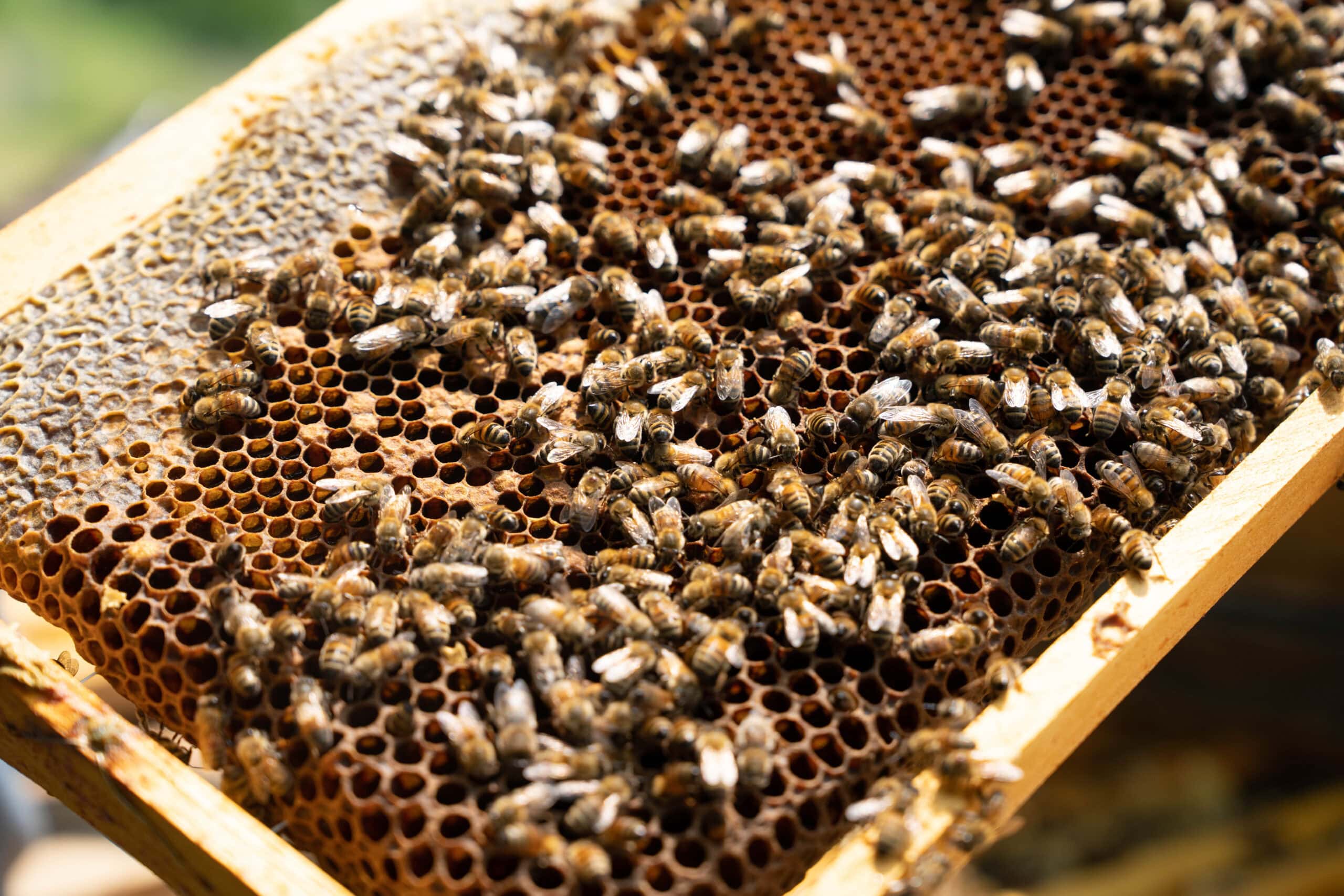 Group on Carpet