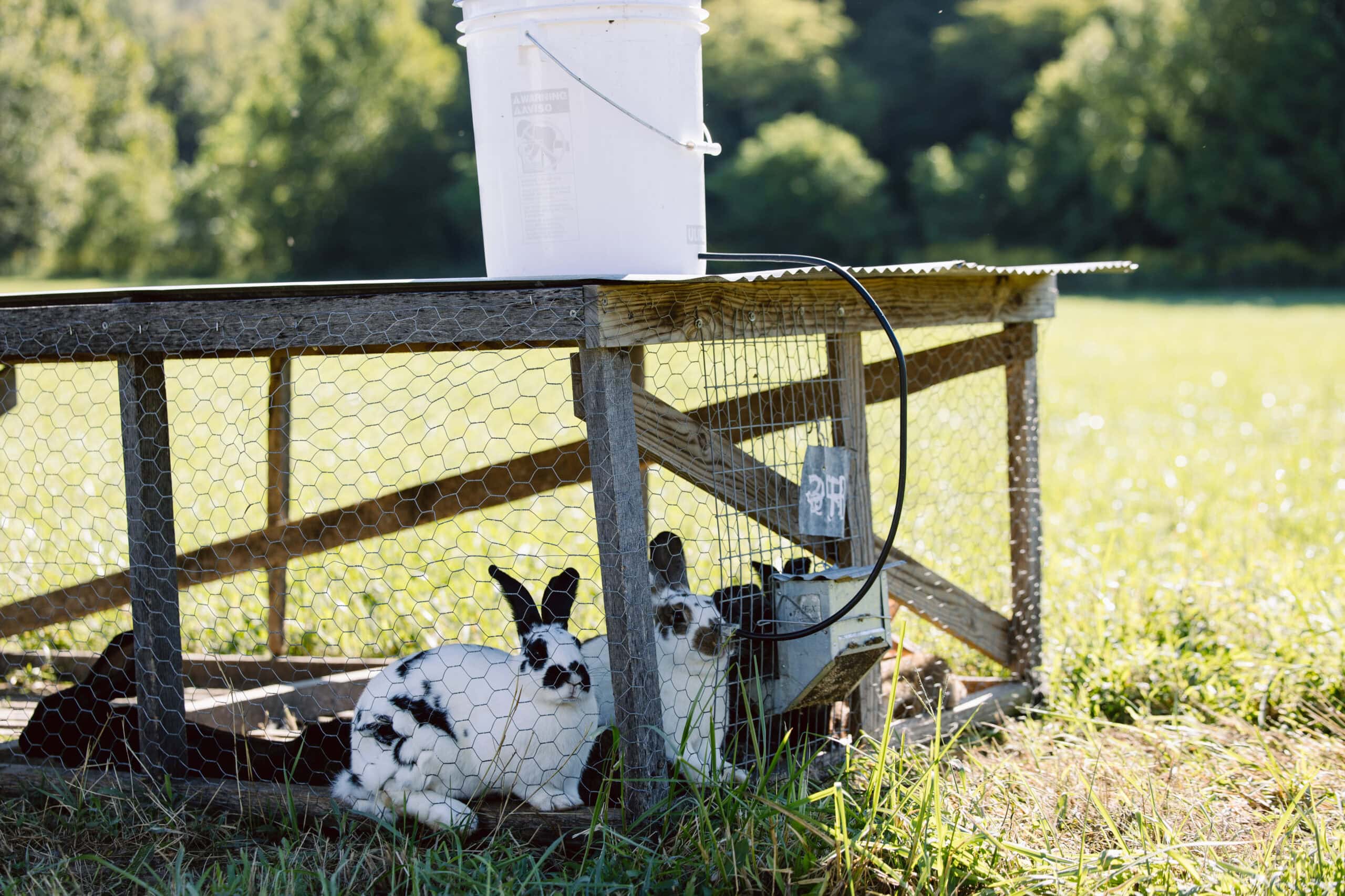 Rural Farmyard Scene