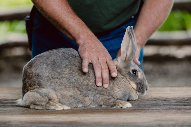 Animal Care Activity