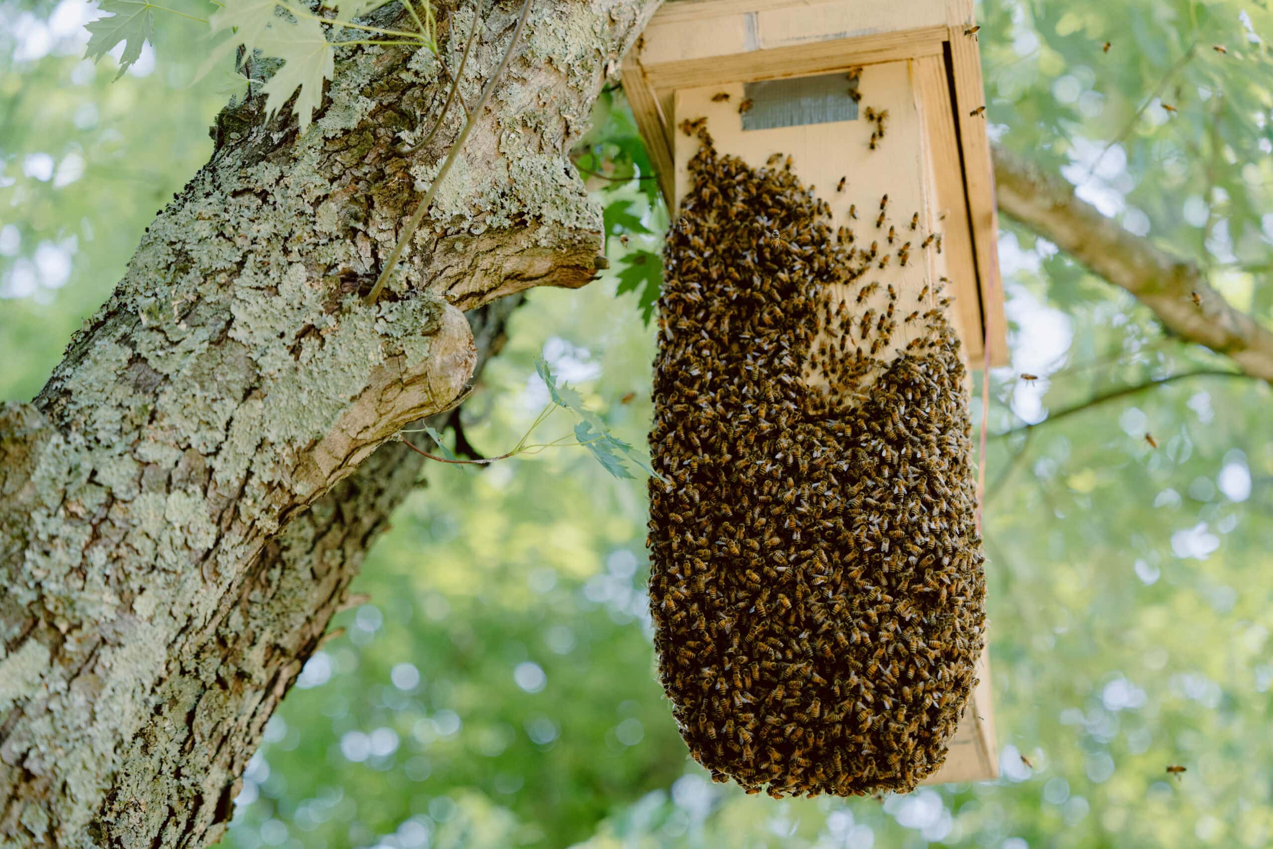 Insect Nest Activity