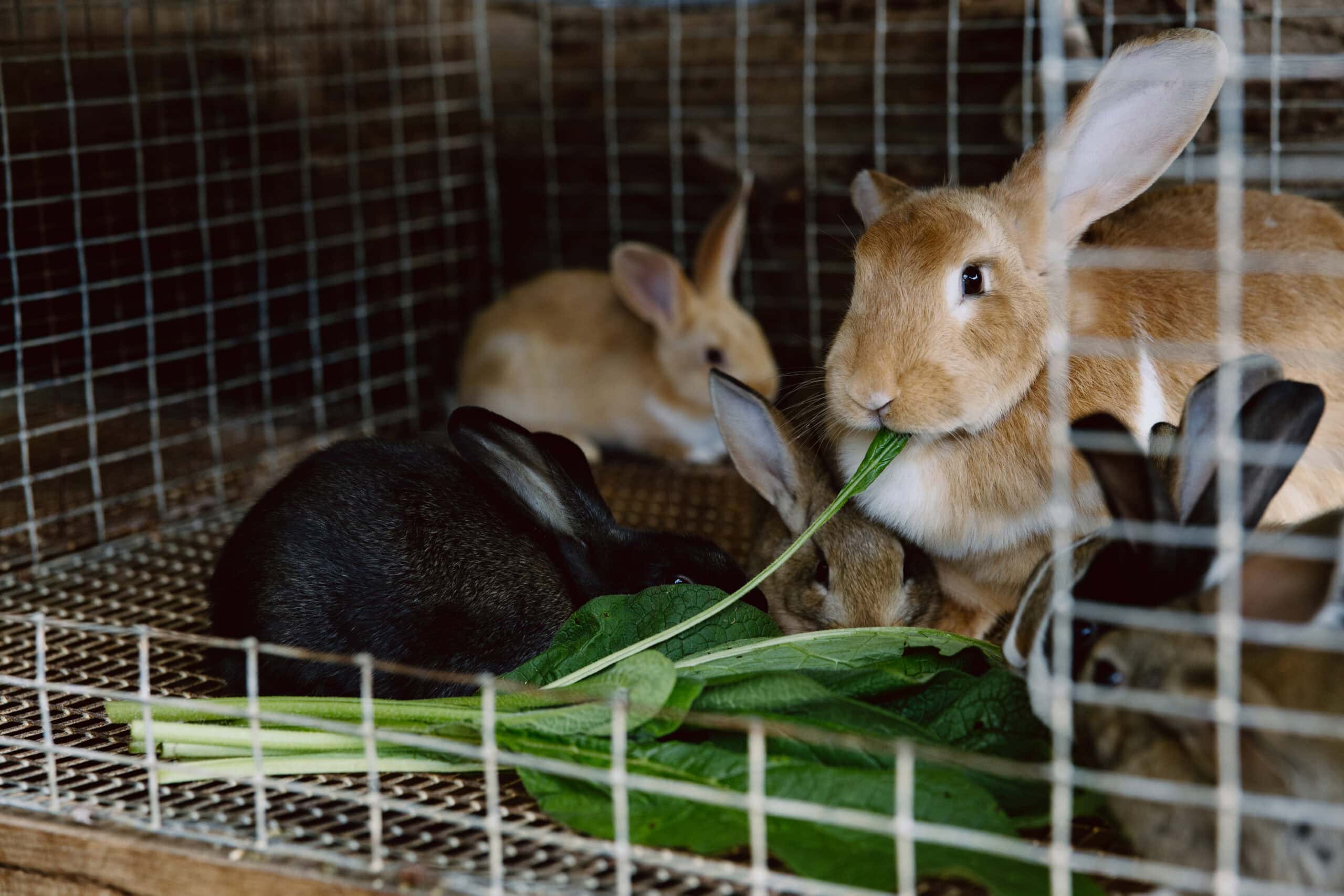 Animal Care Activity
