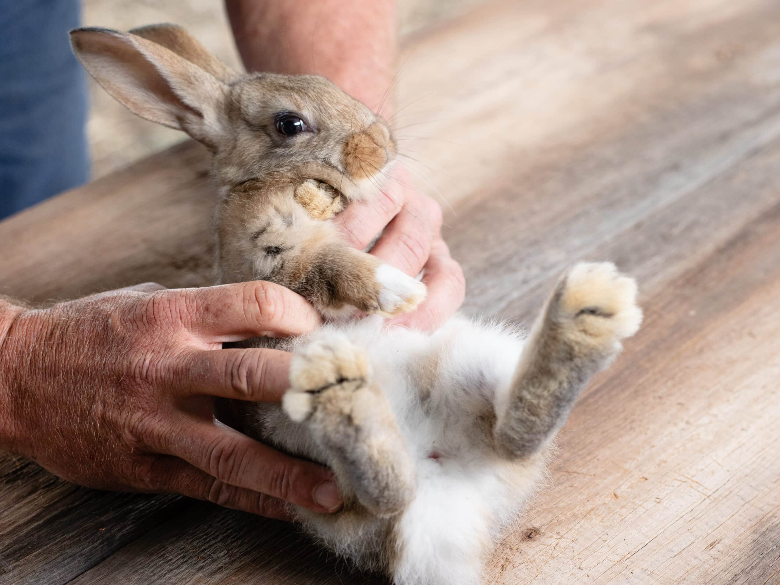 Animal Care Activity