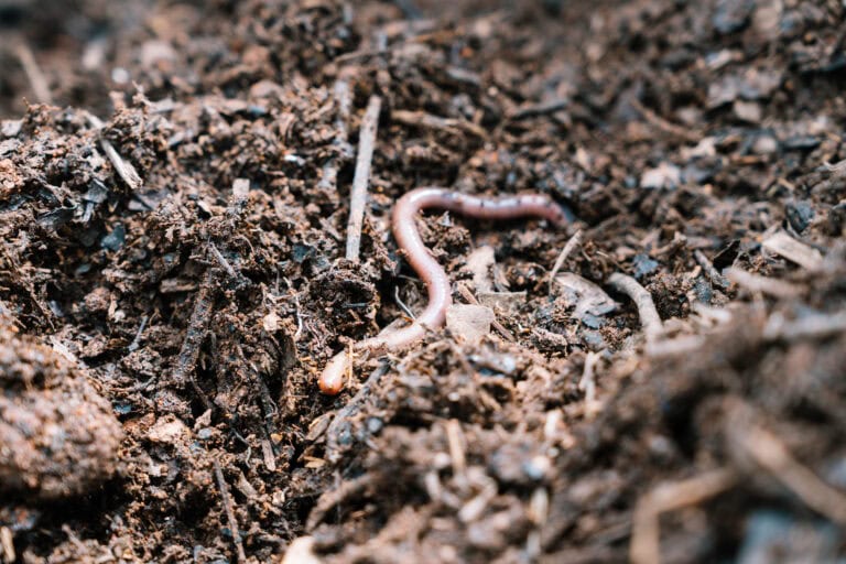 Green Sprouts in Soil