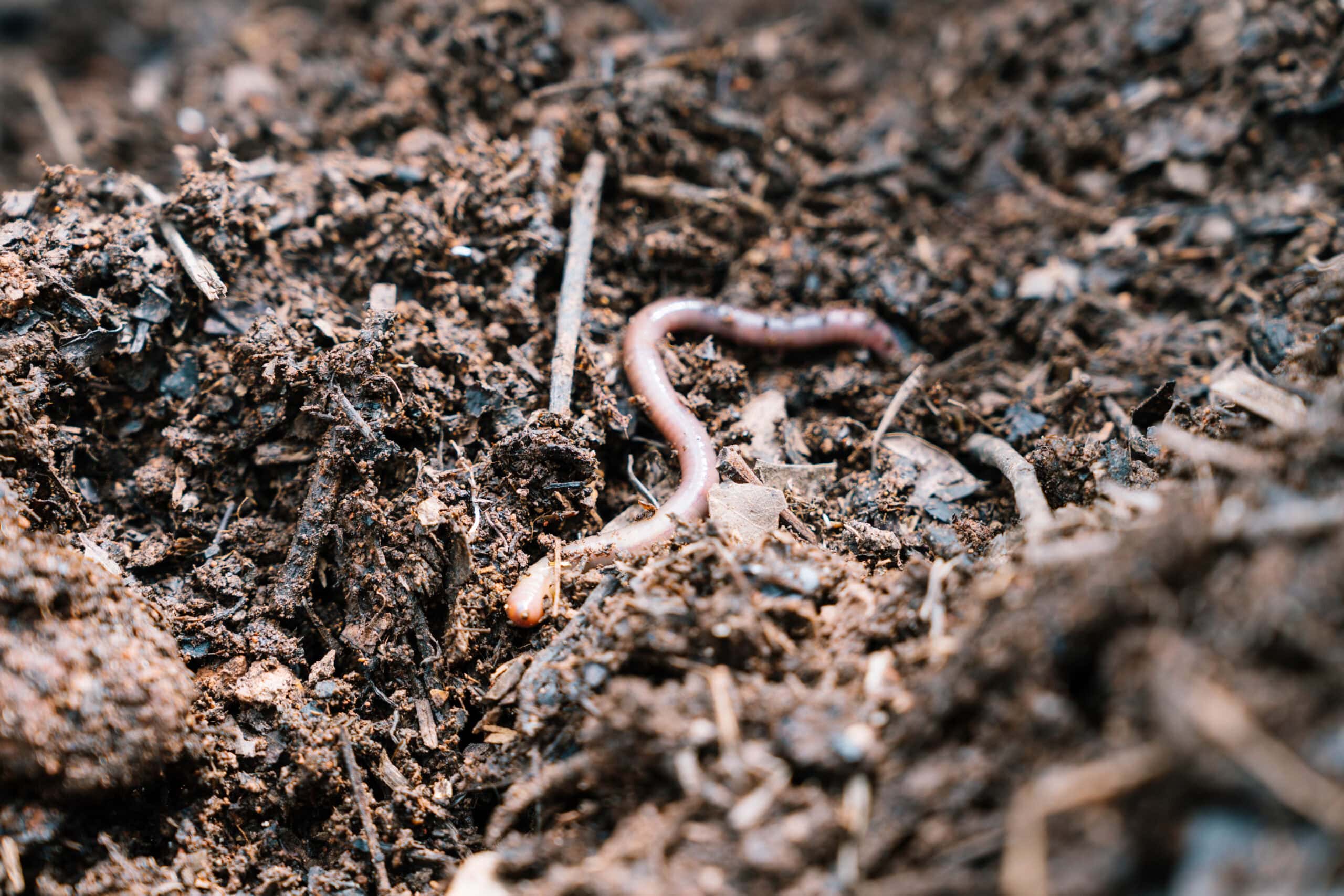 Green Sprouts in Soil