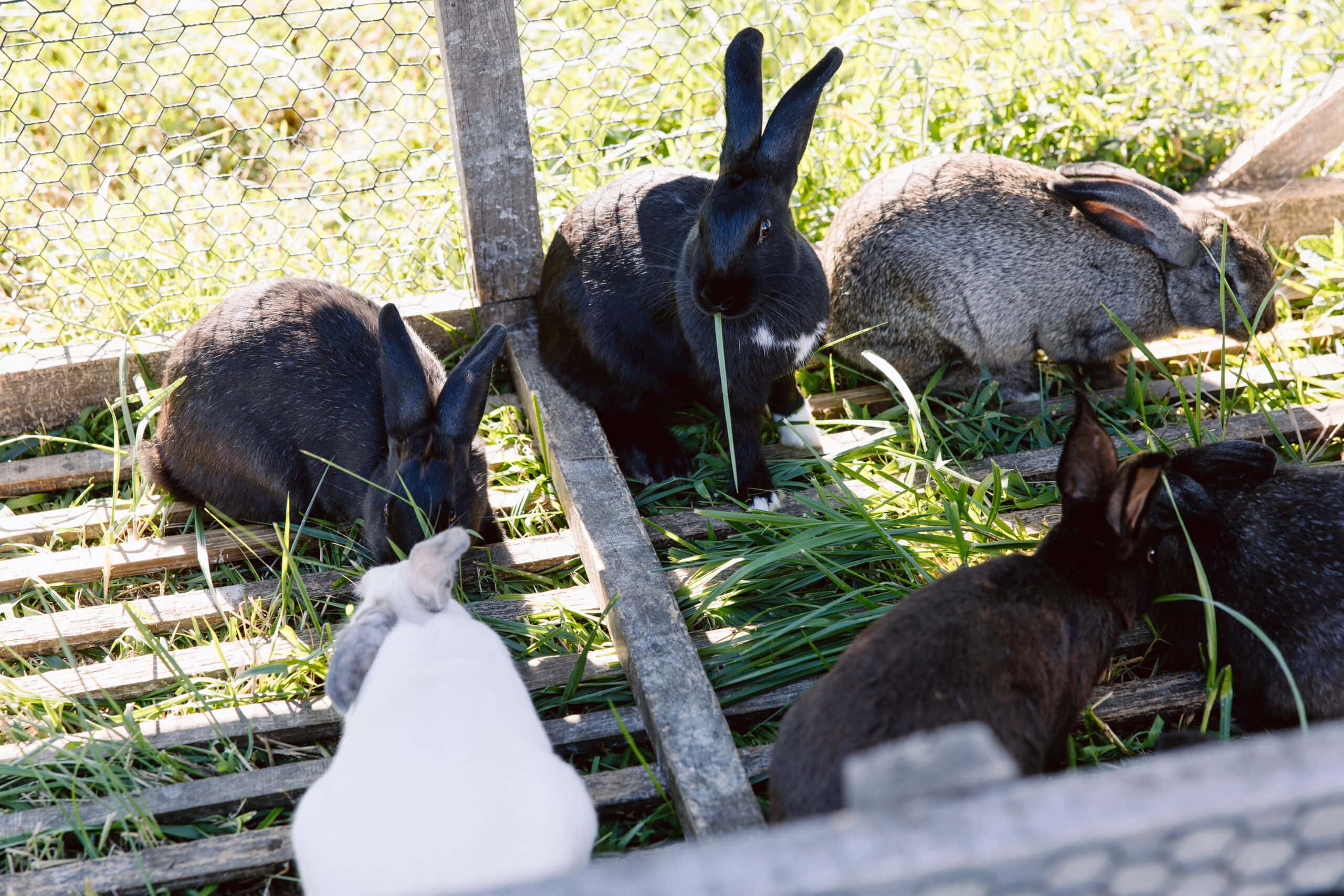 Animal Grouping Scene