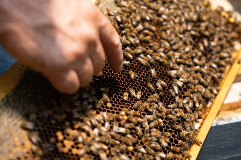 Grains and Pellets