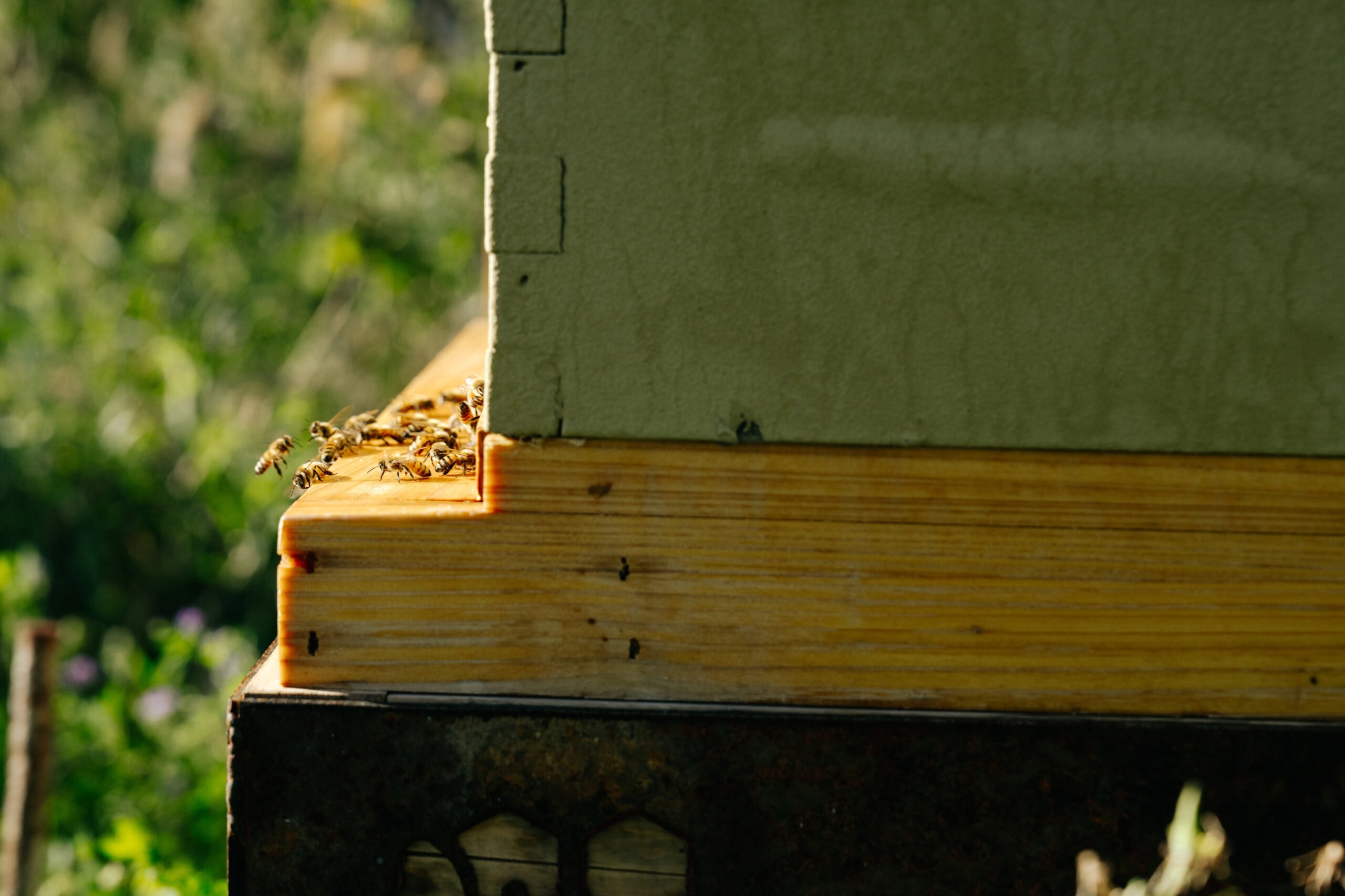 Insect Nest Activity