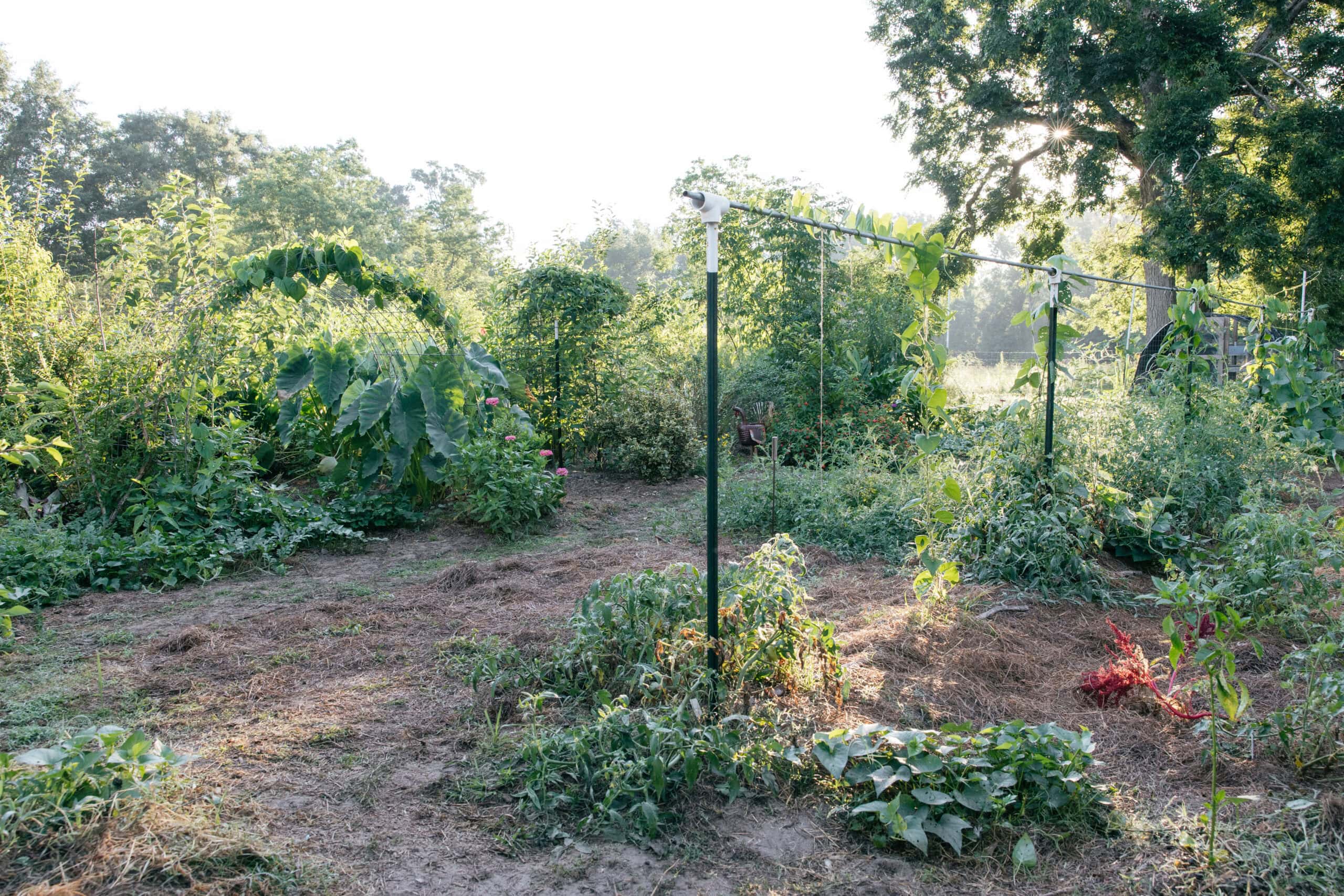 Community Garden Landscape