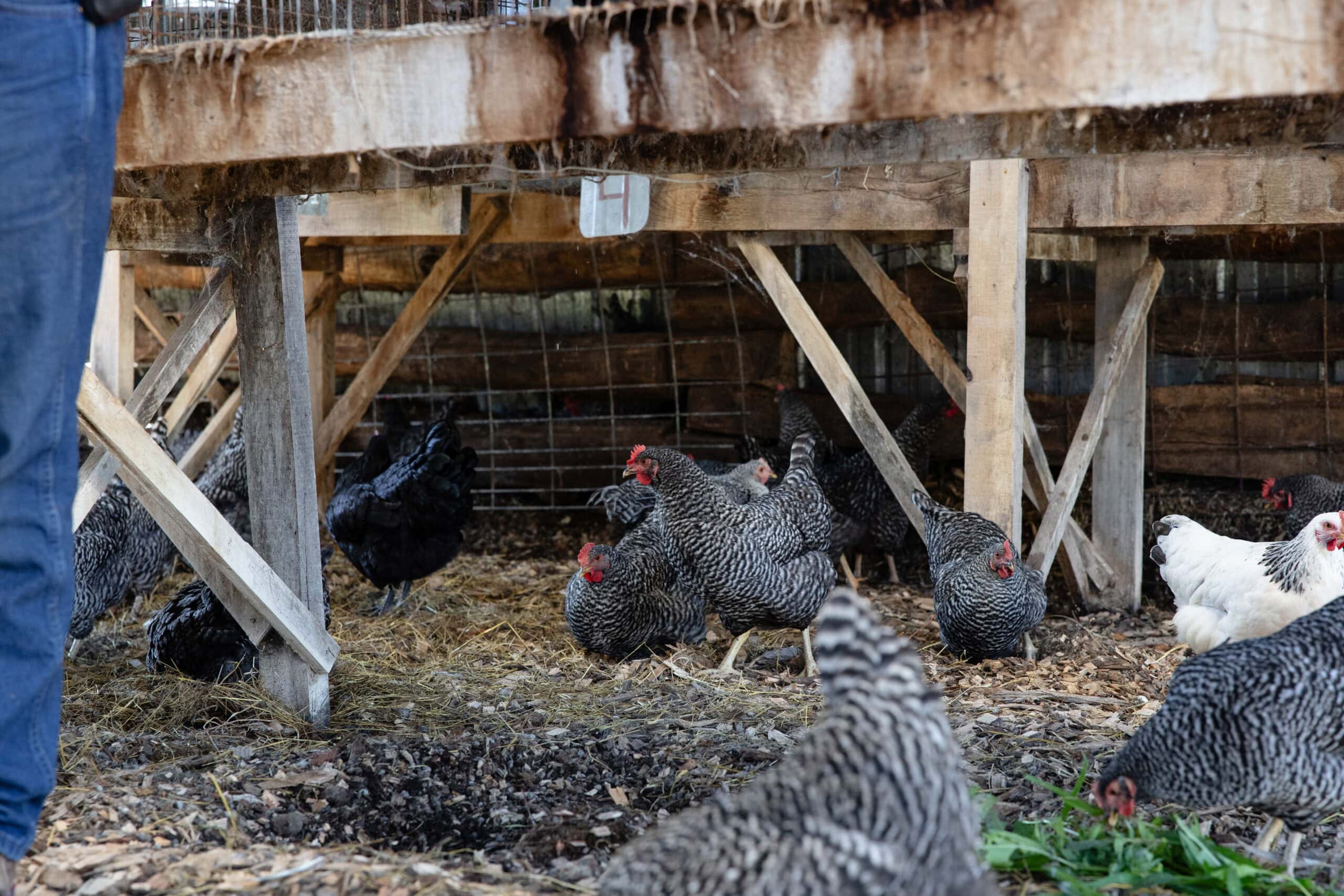 Farmyard Chicken Habitat