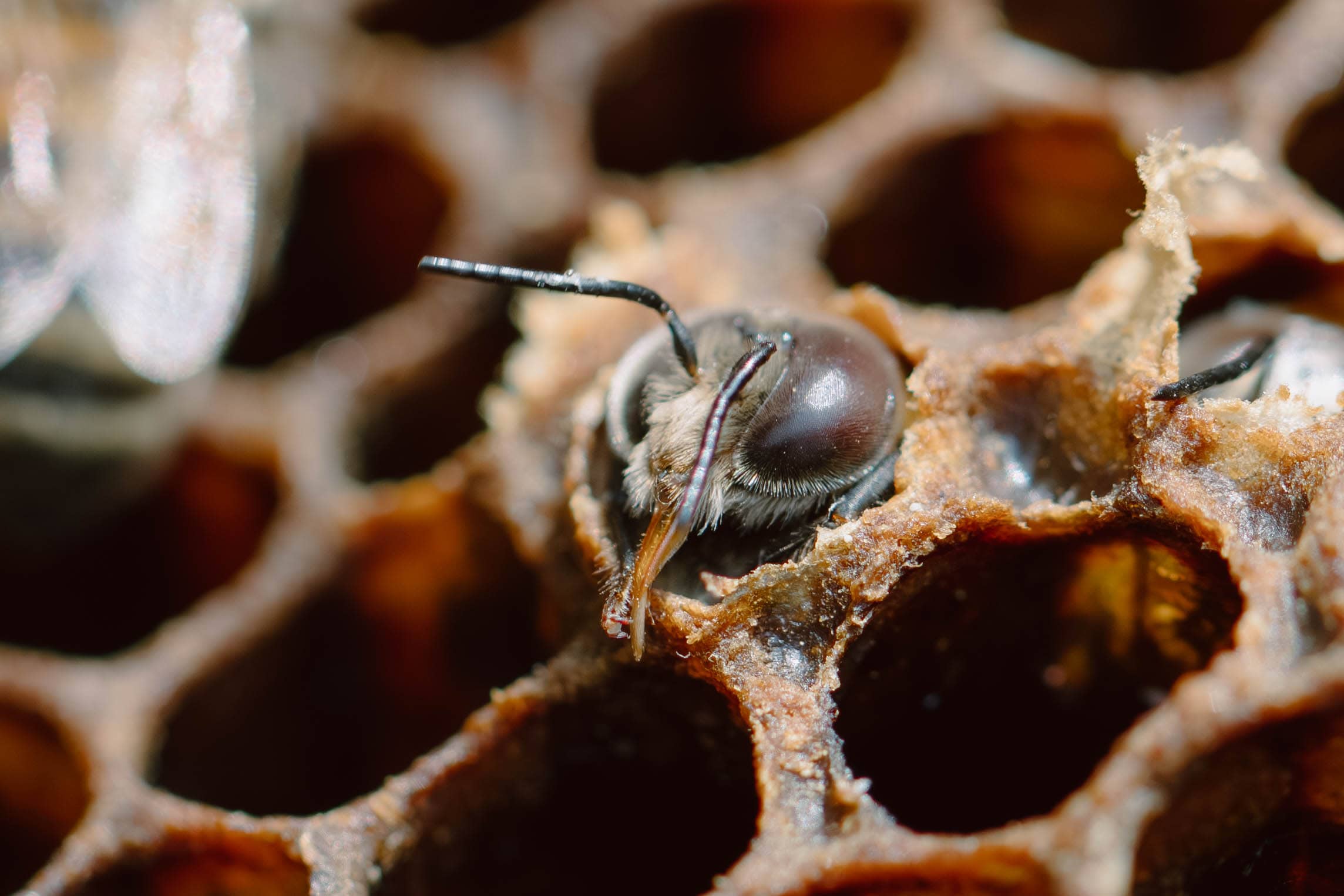 Insect Nest Activity