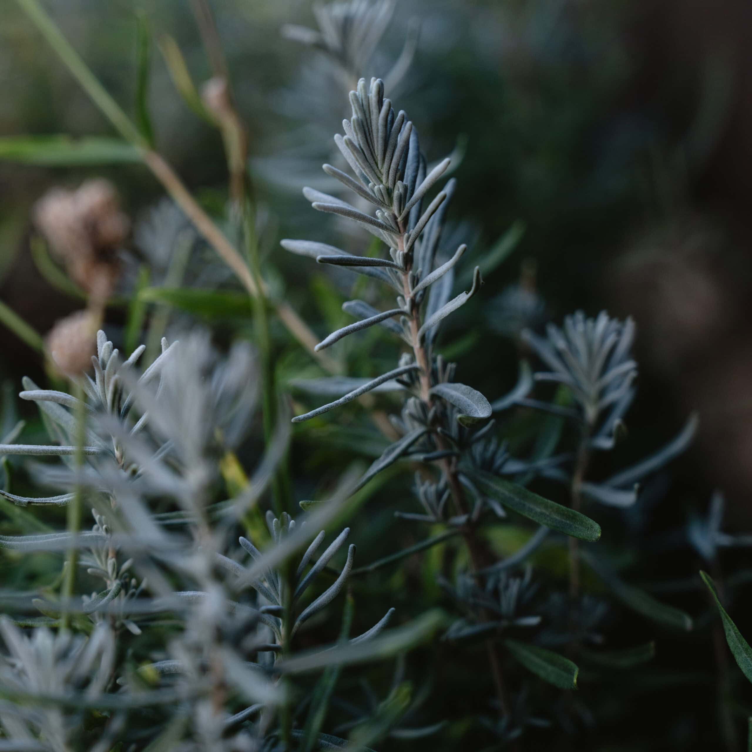 Delicate Wild Flora