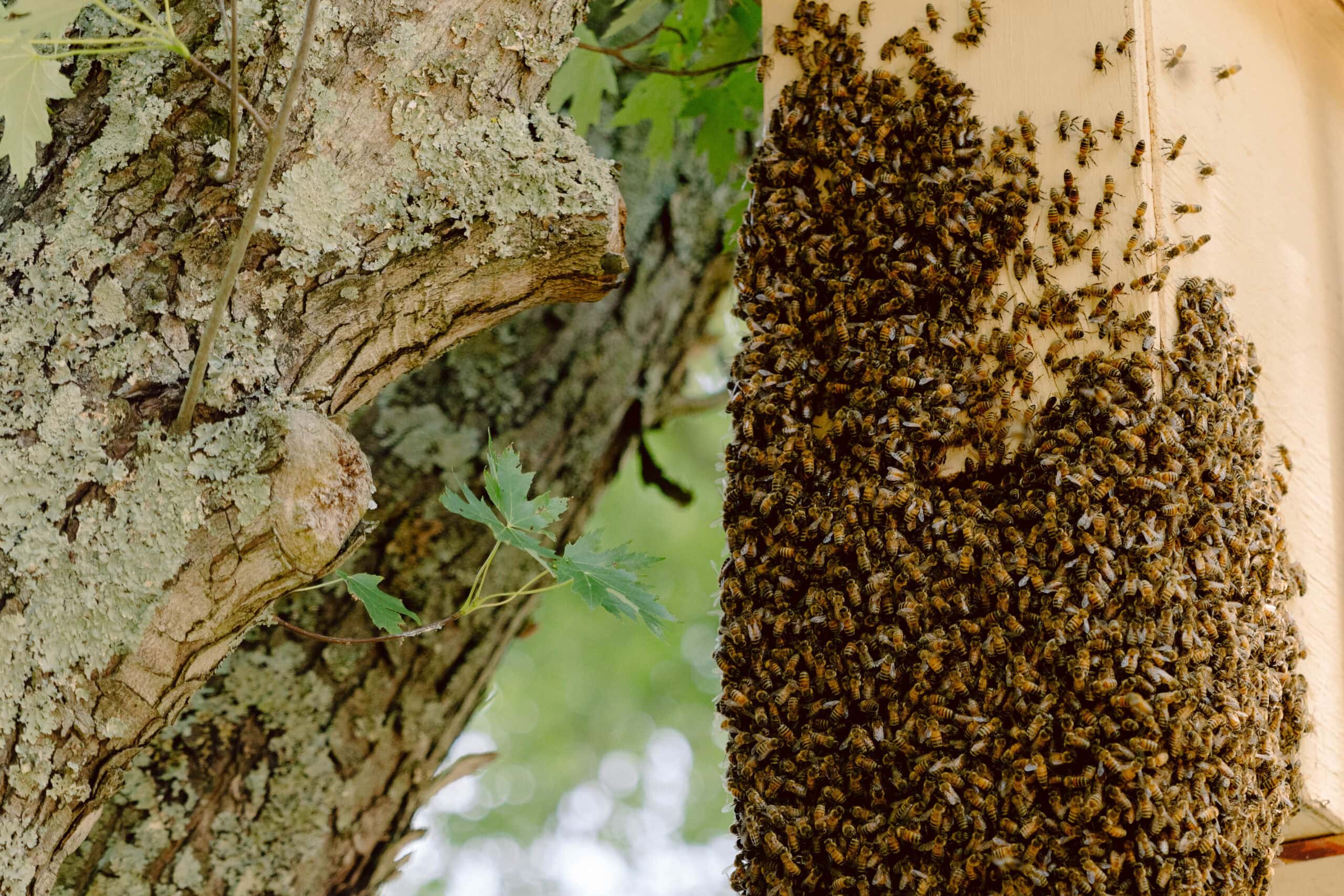 Insect Nest Activity