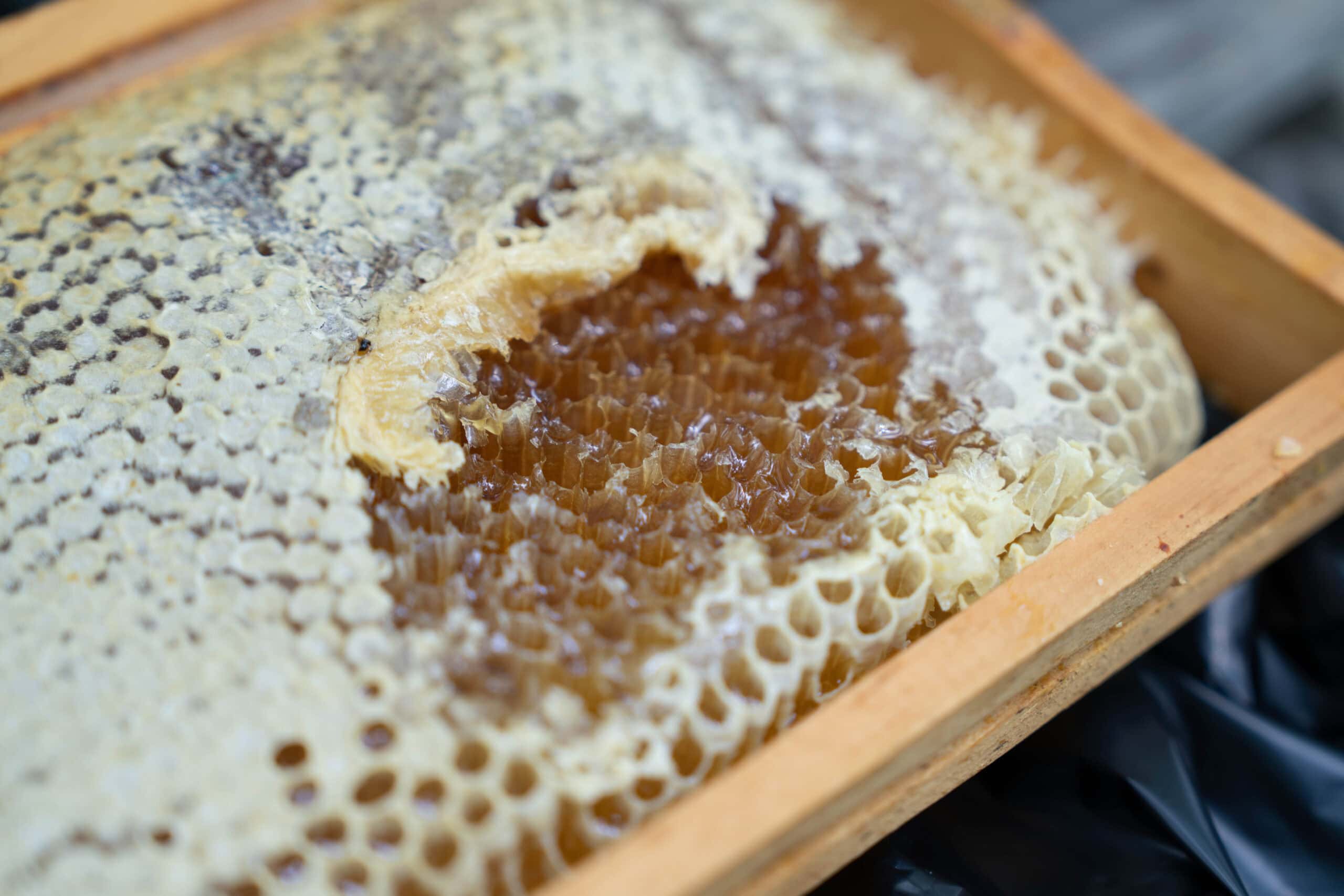 Insect Nest Activity