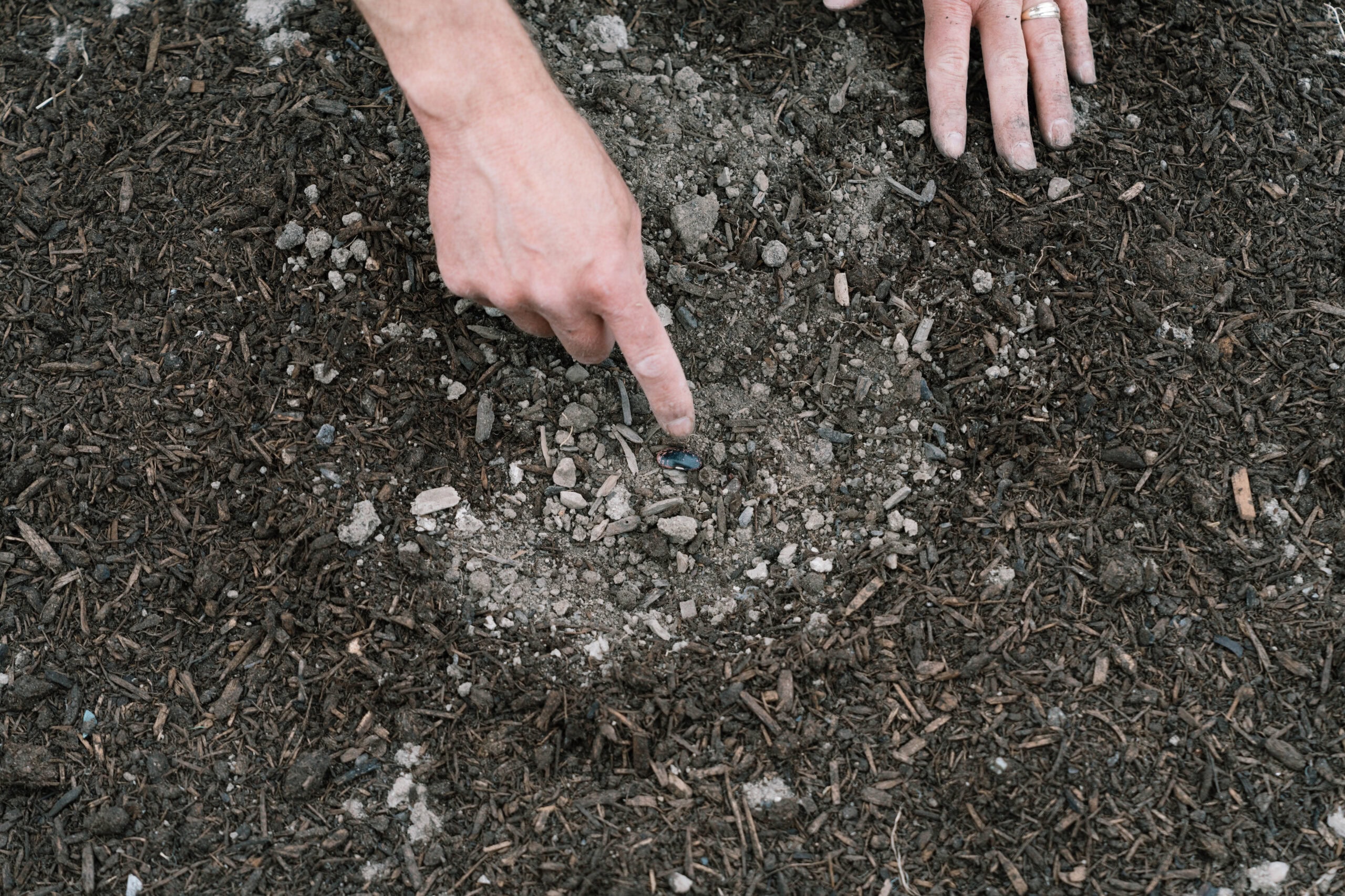Dry Soil with Plants