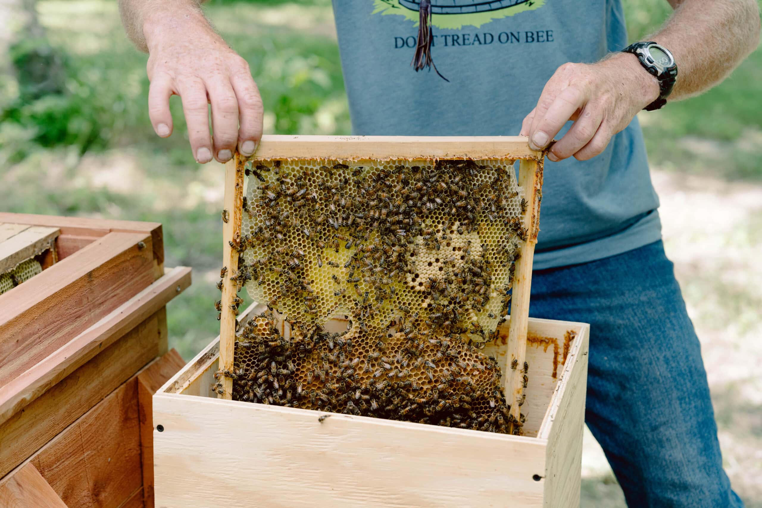 Insect Nest Activity