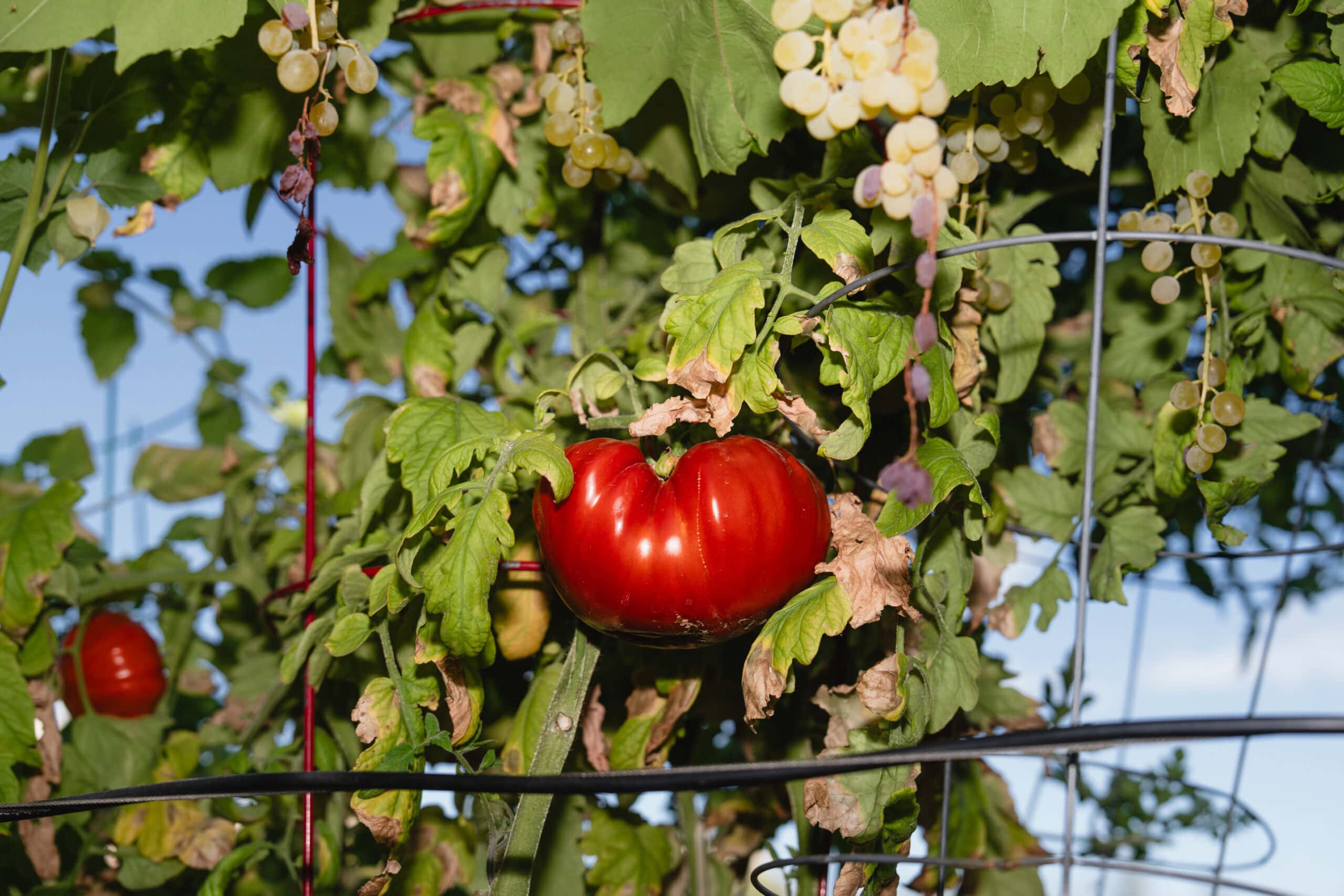 Red Fruit Plant