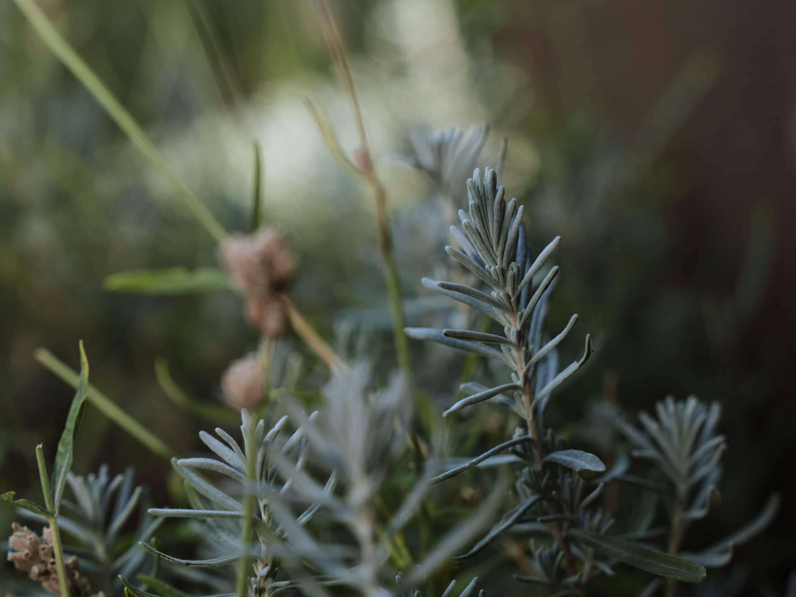 Green Needle Foliage rosemary