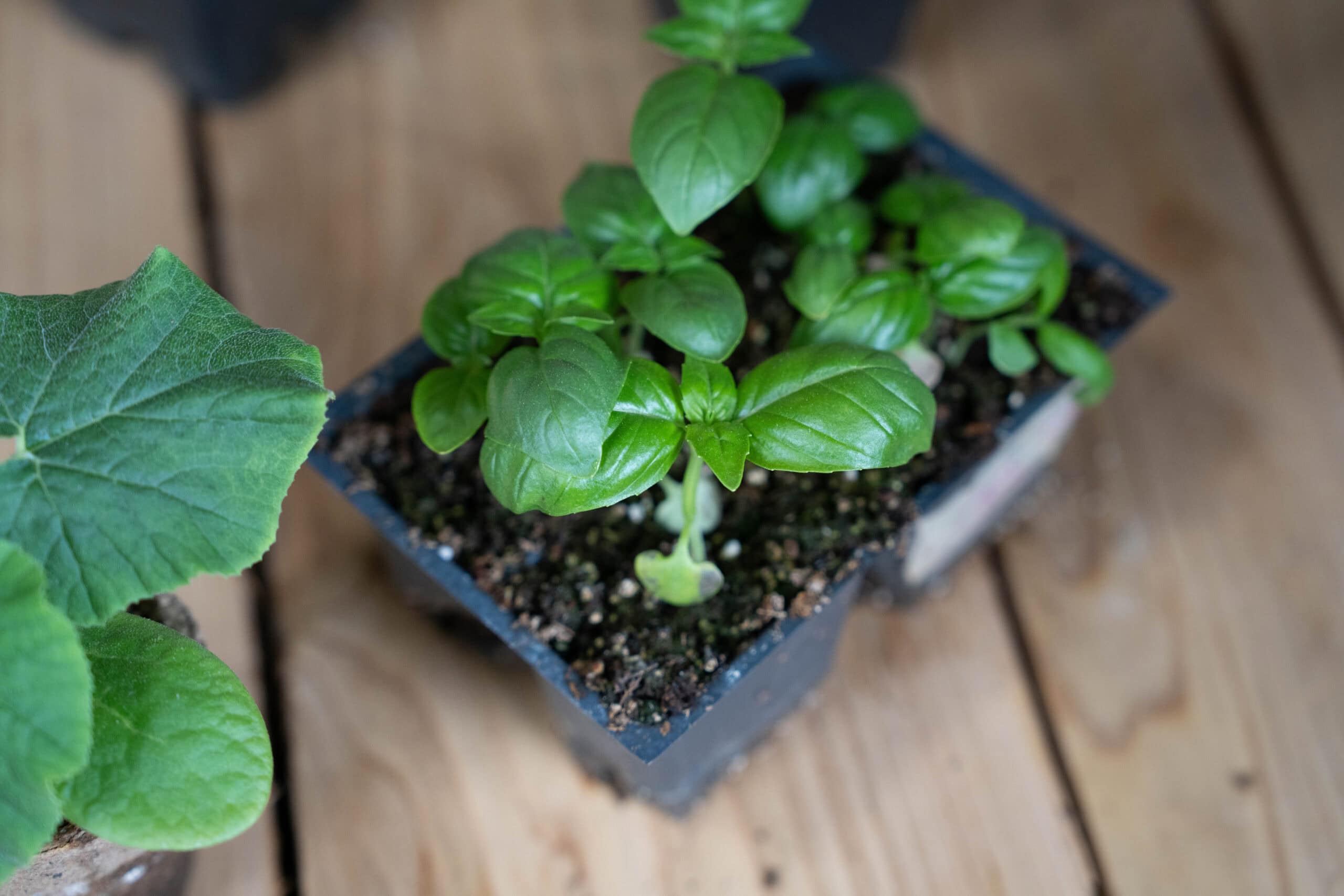 Green Plant Seedlings